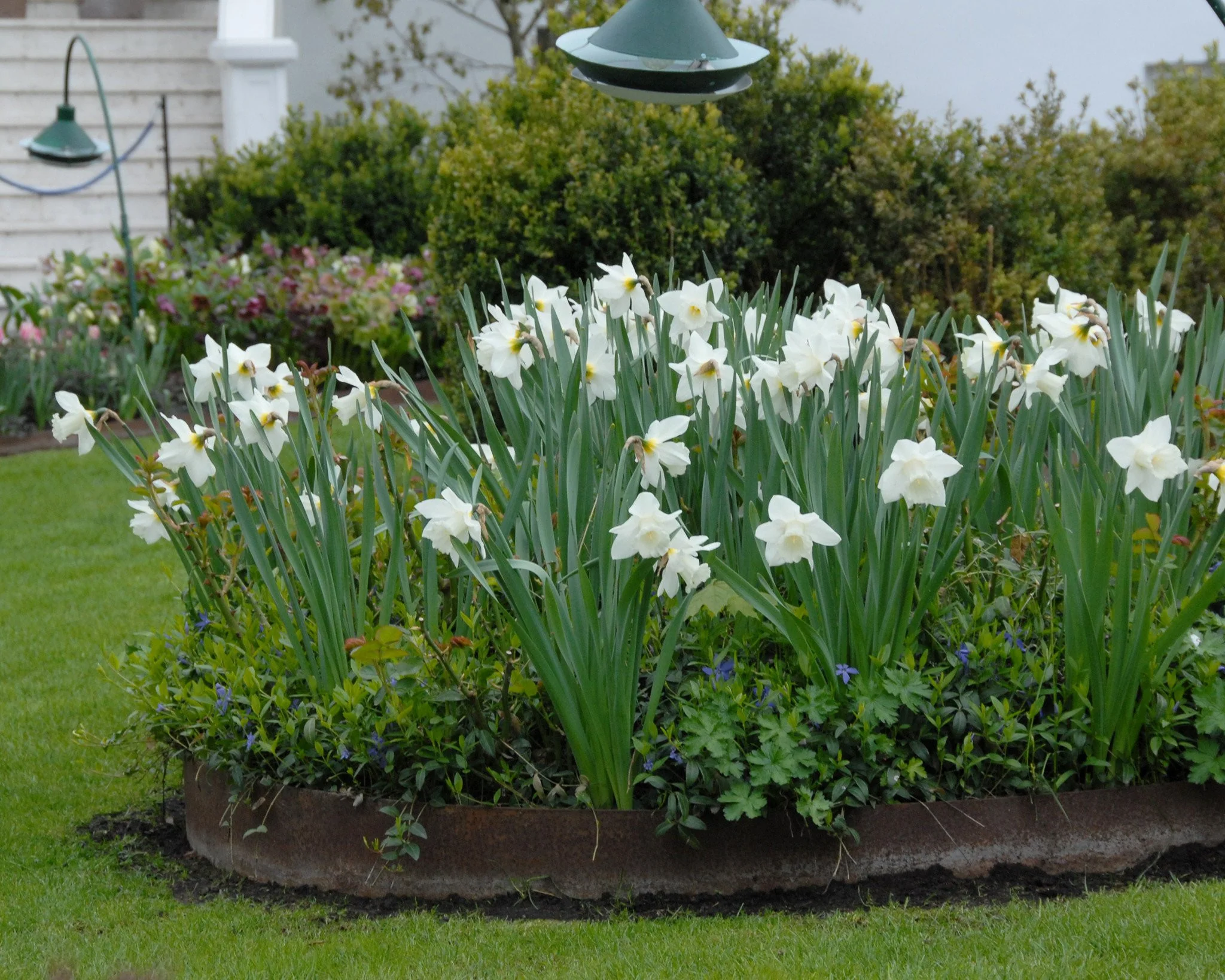 Narcissus 'Mount Hood' - Image 7