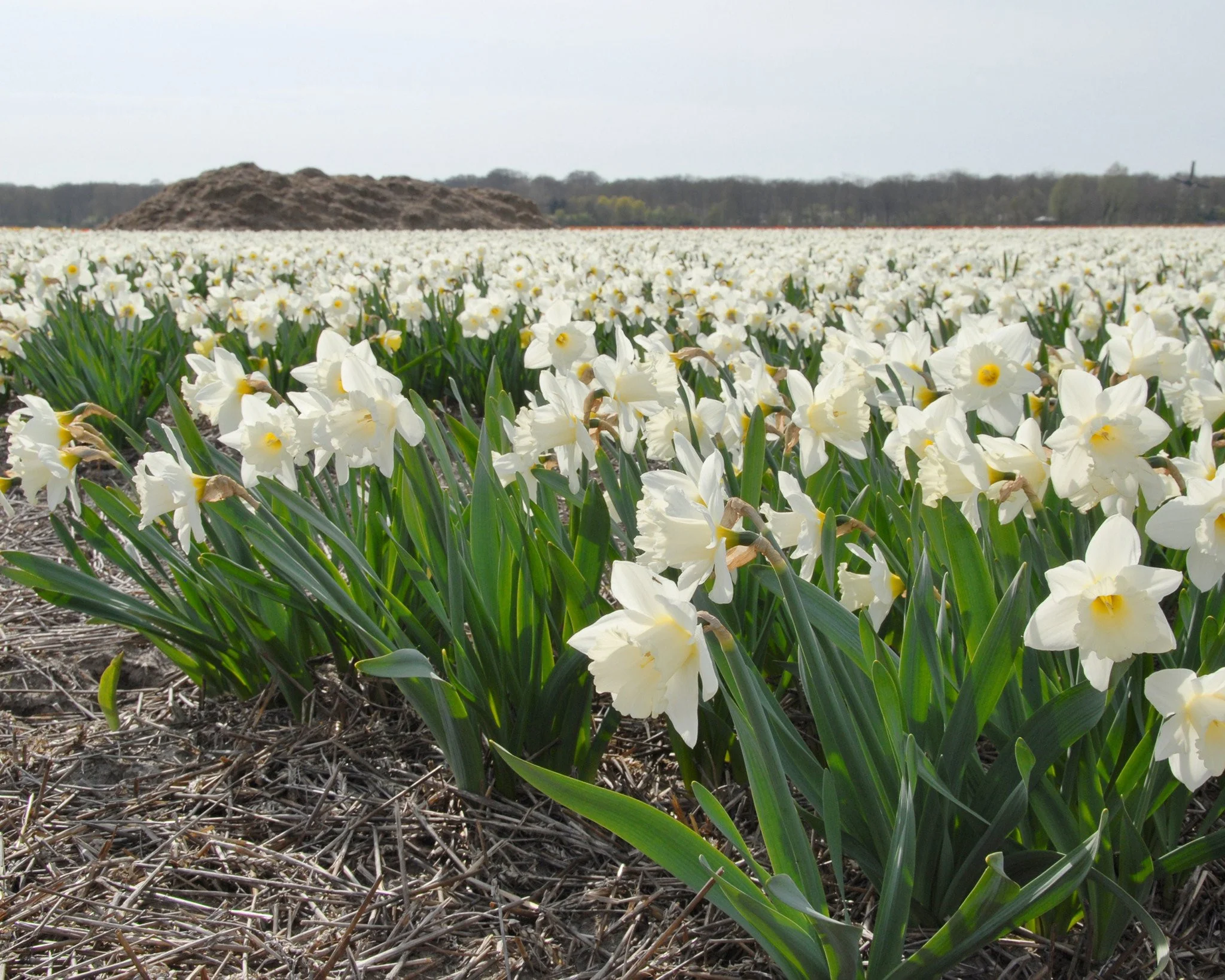 Narcissus 'Mount Hood' - Image 8
