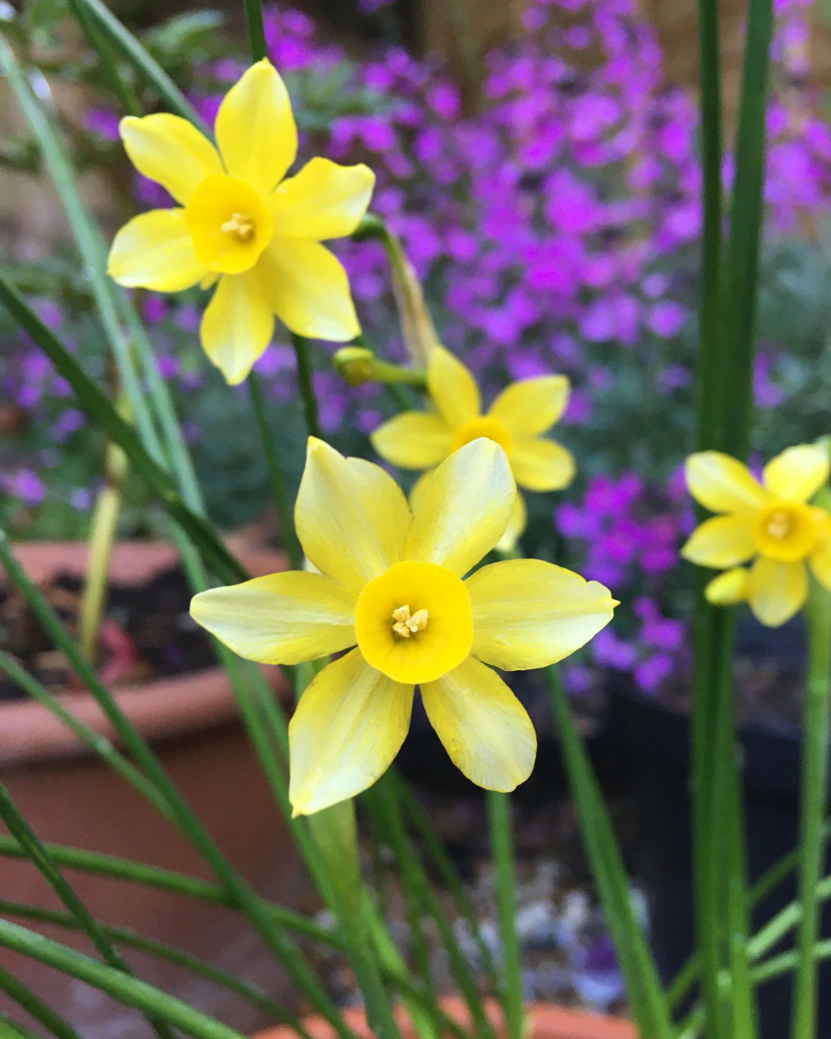 Narcissus 'New Baby' - Image 4