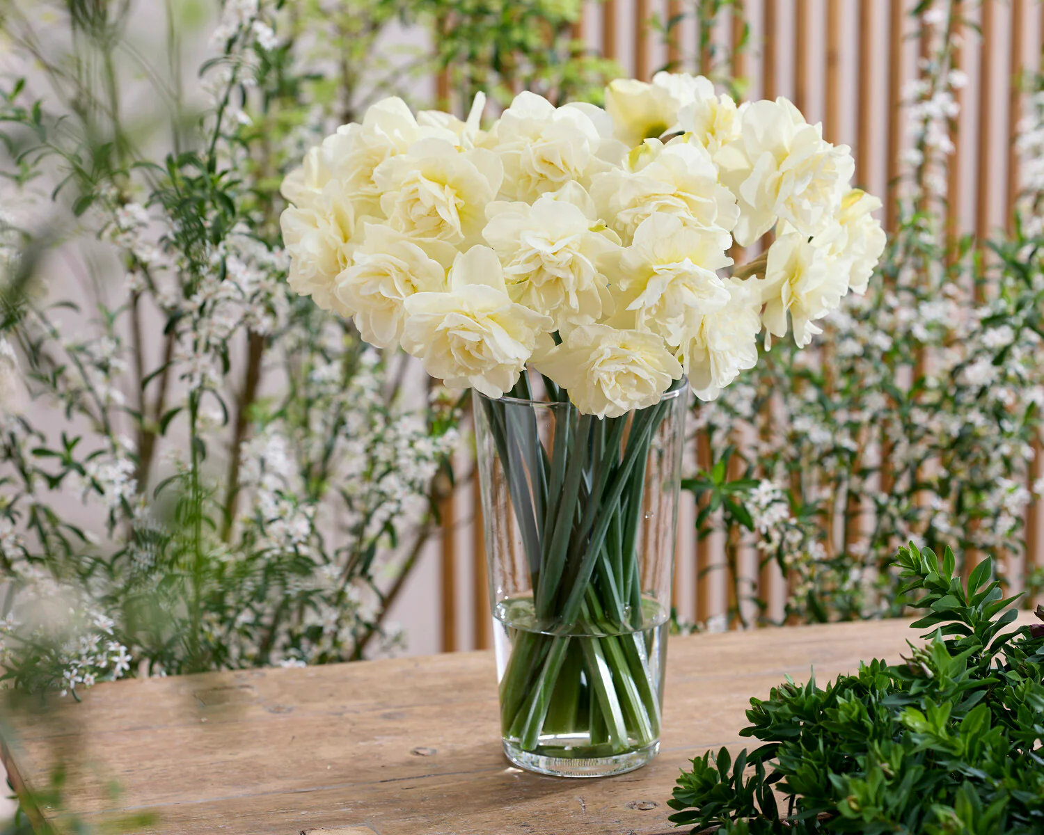 Narcissus 'Obdam' - Image 4