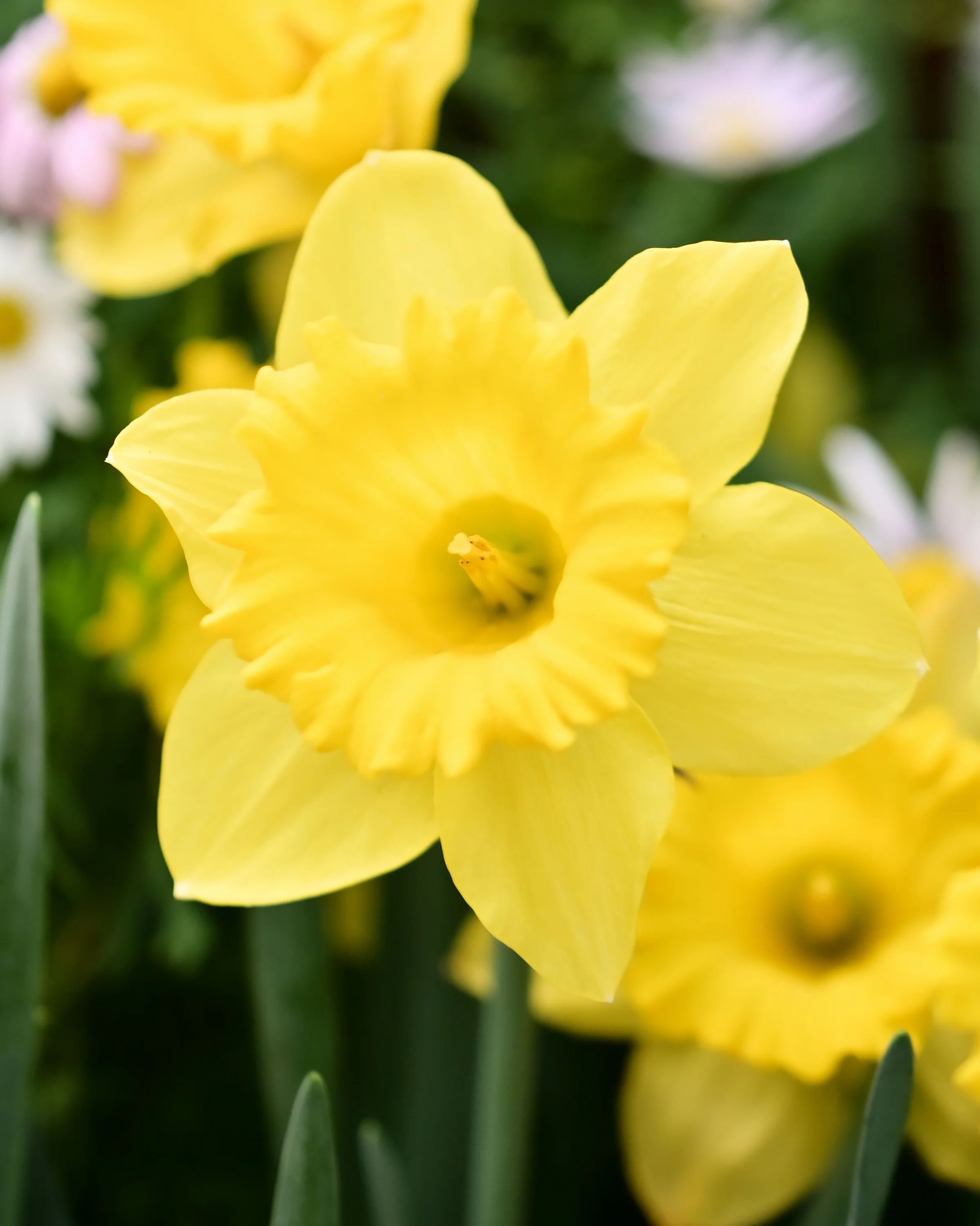 Narcissus obvallaris - Image 2