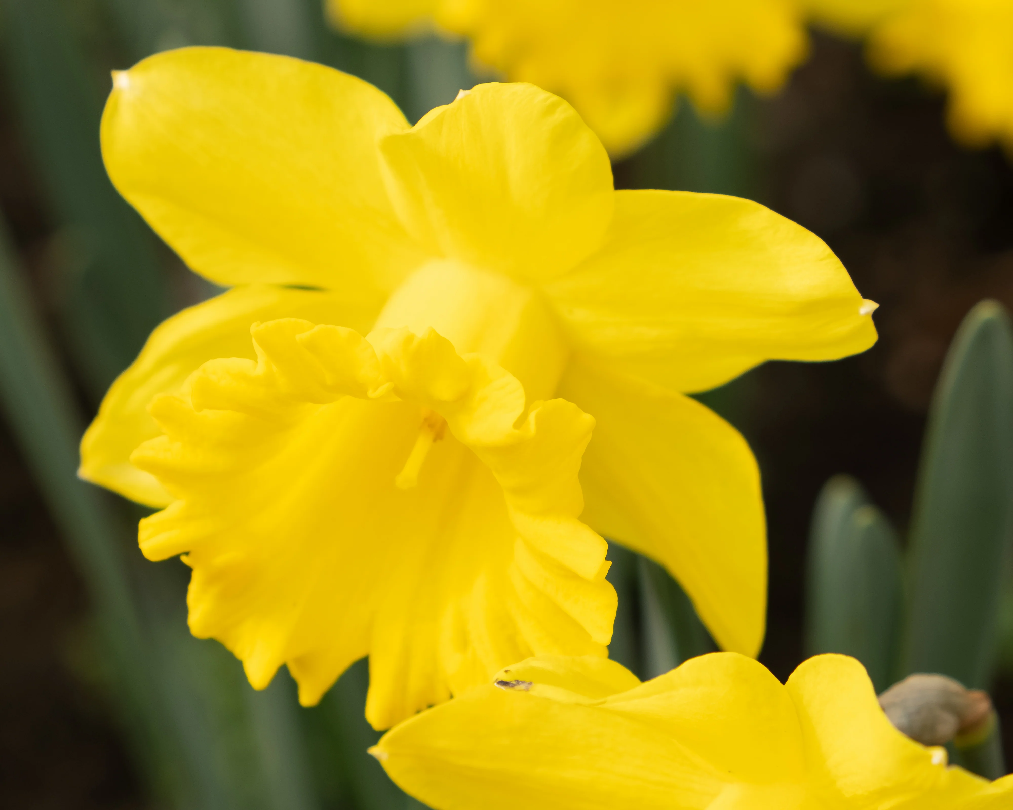 Narcissus obvallaris - Image 4