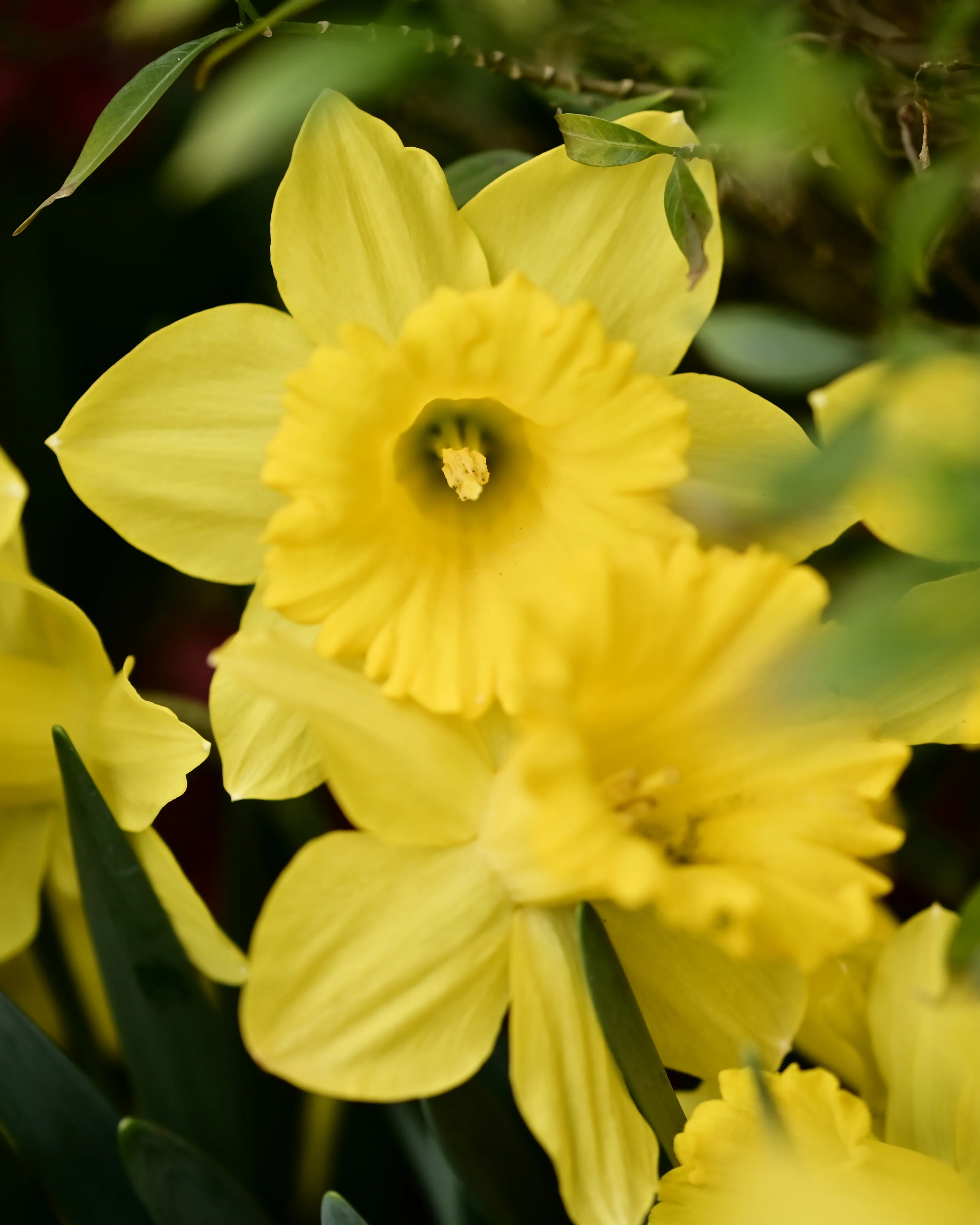 Narcissus obvallaris - Image 5
