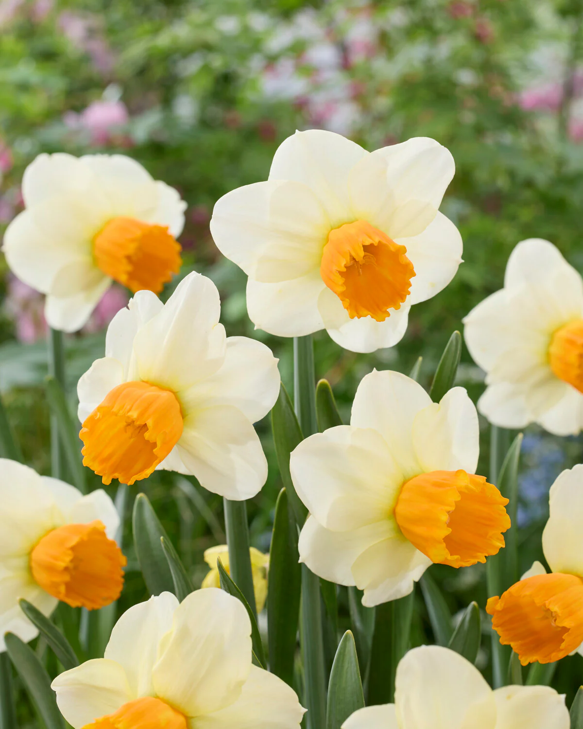 Narcissus 'Orange Comet' - Image 2