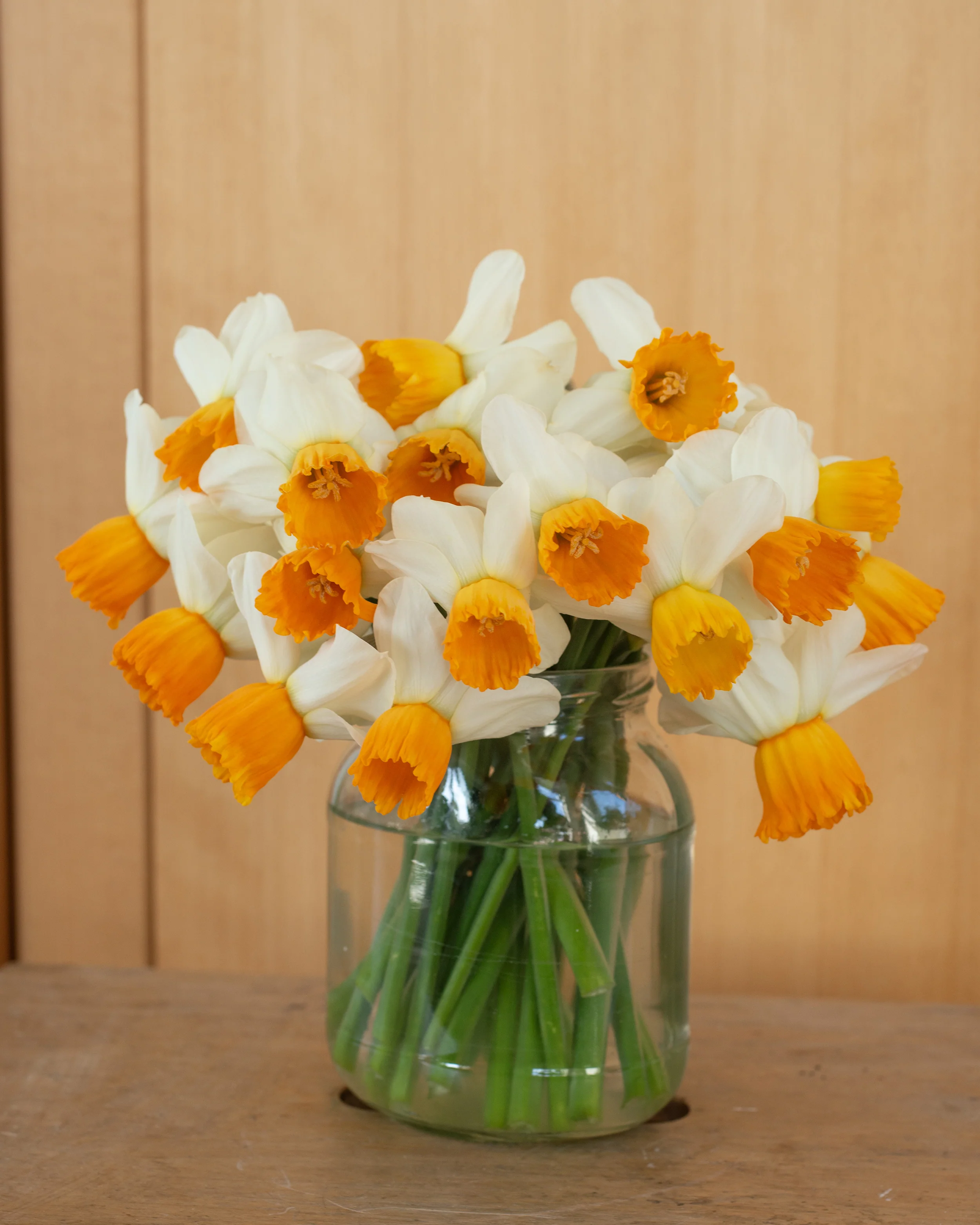 Narcissus 'Orange Comet' - Image 5