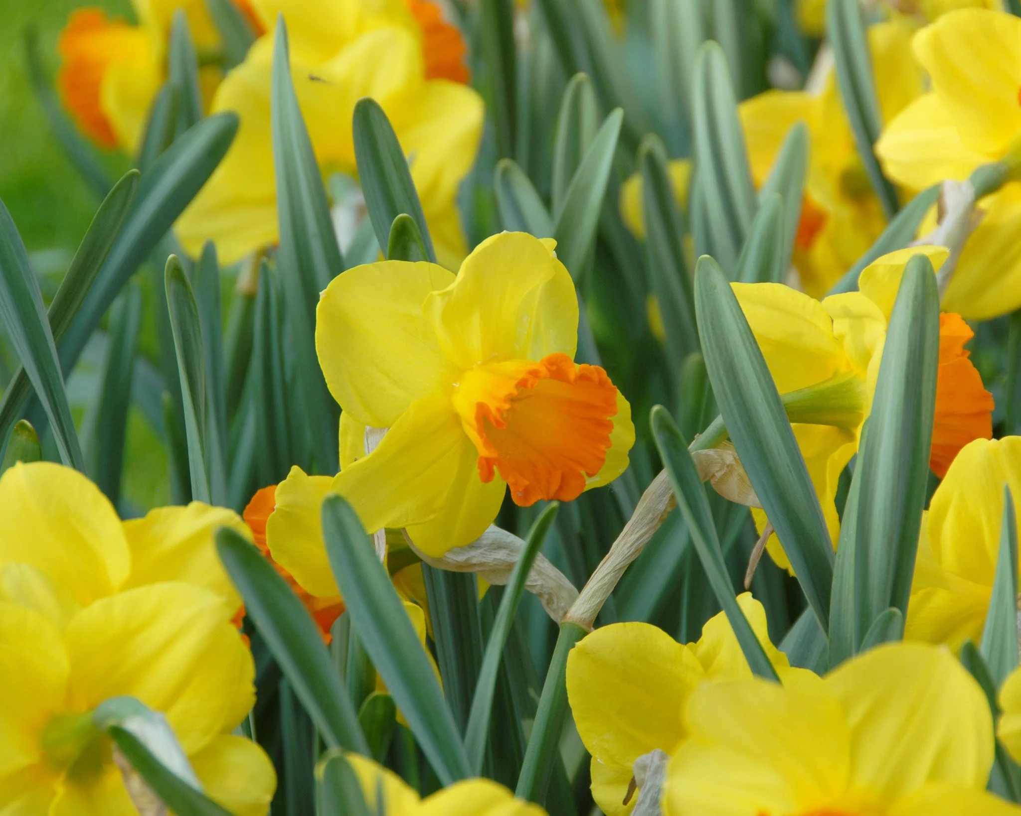 Narcissus 'Orange Progress' - Image 3