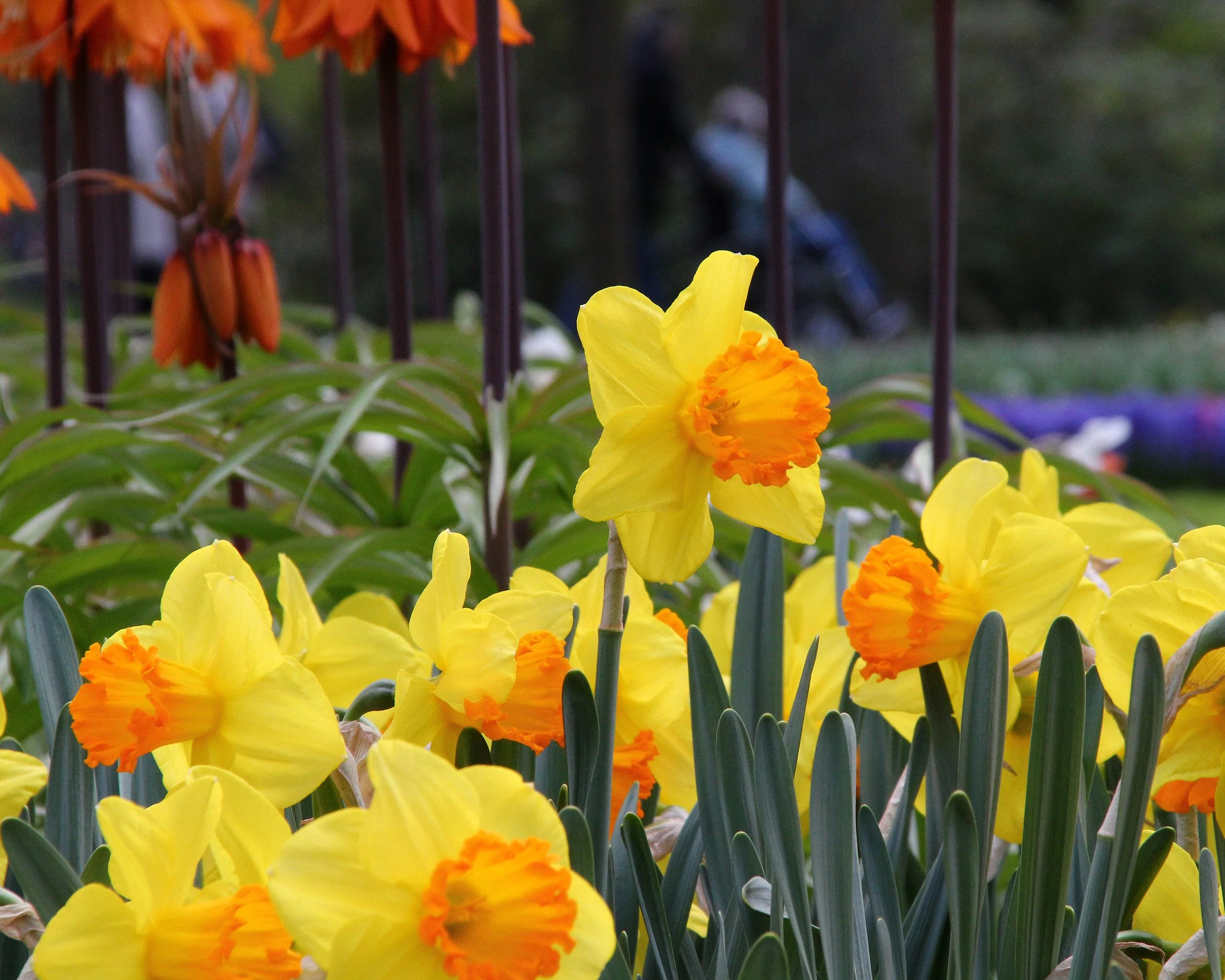 Narcissus 'Orange Progress' - Image 4