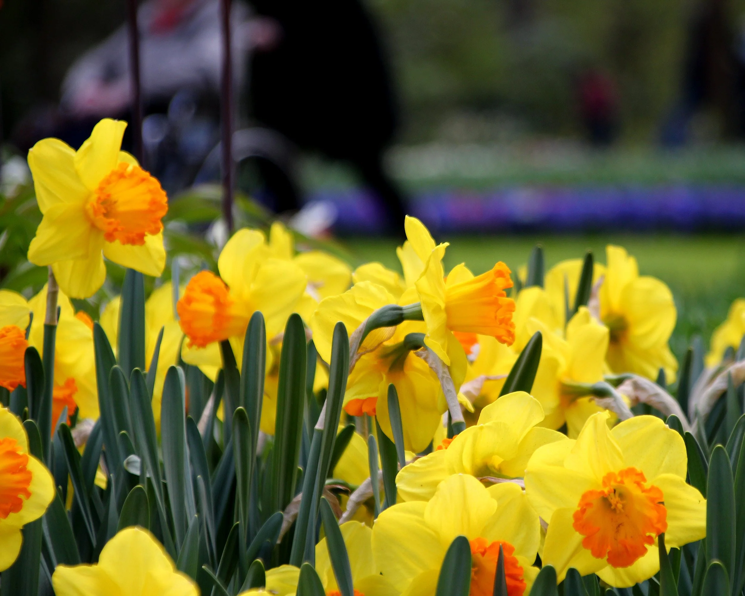 Narcissus 'Orange Progress' - Image 5