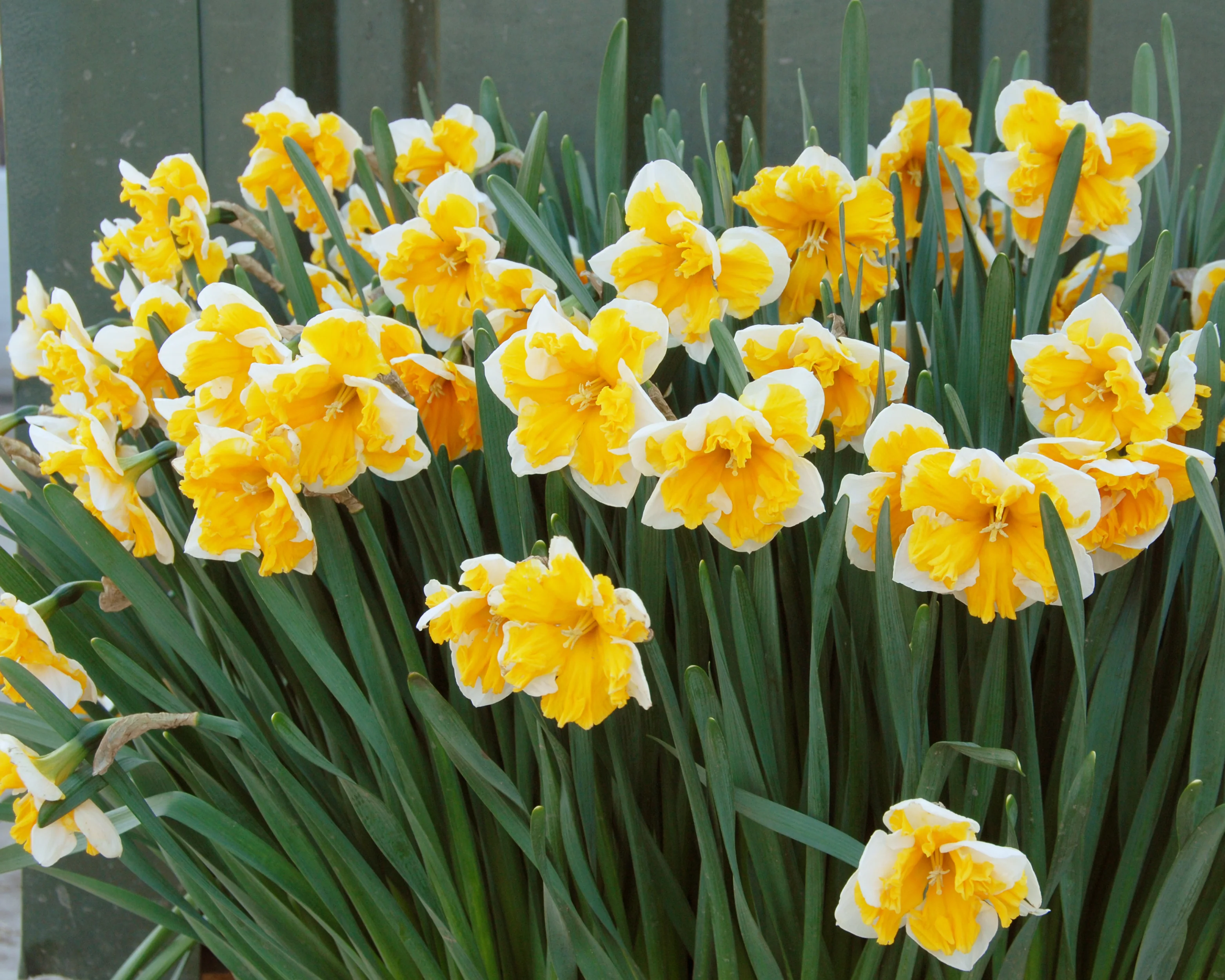 Narcissus 'Orangery' - Image 10