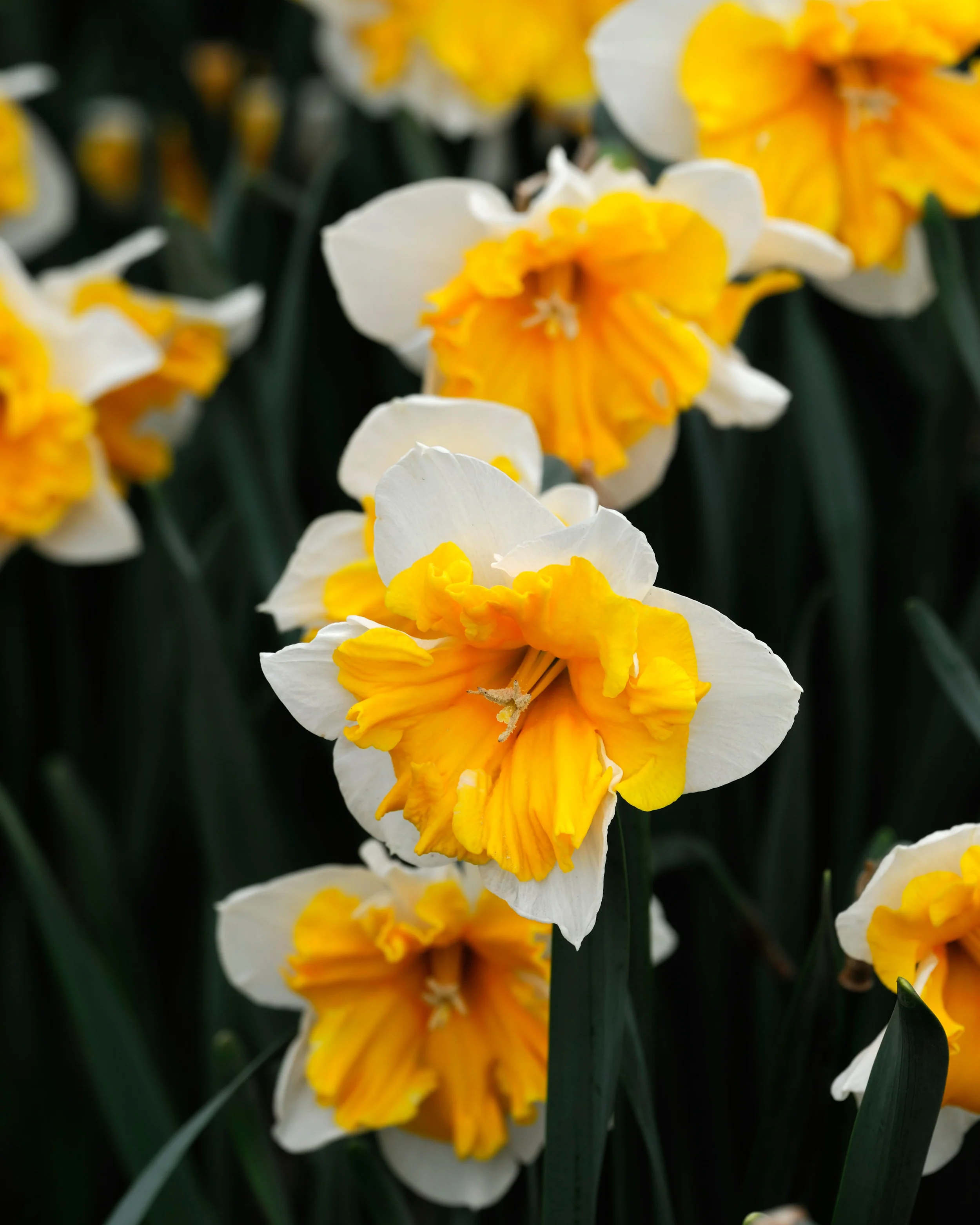 Narcissus 'Orangery' - Image 12