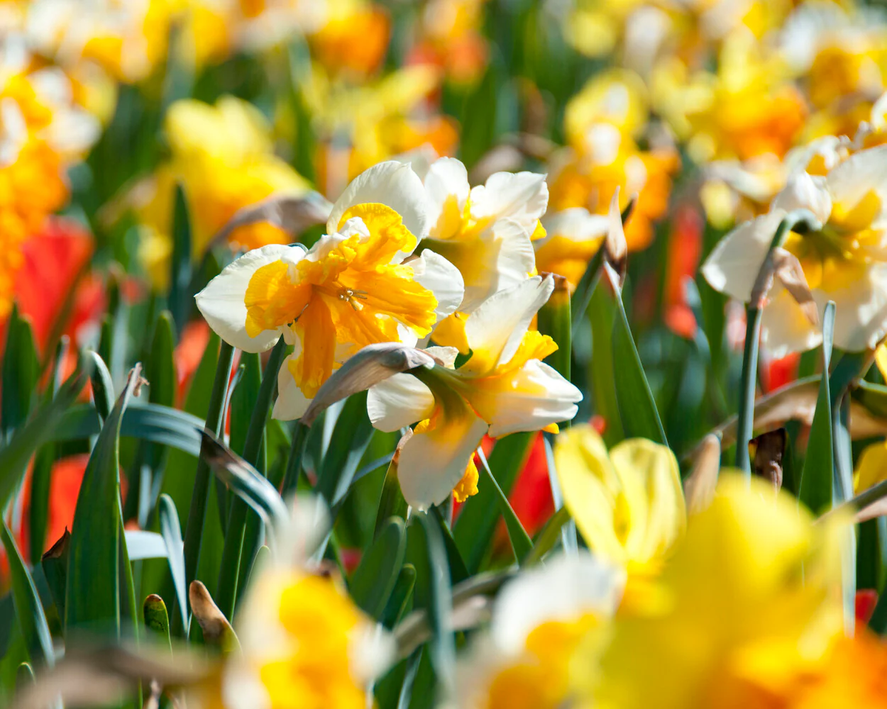 Narcissus 'Orangery' - Image 15
