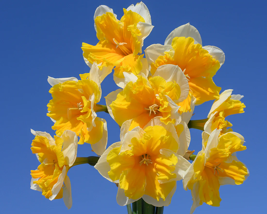 Narcissus 'Orangery' - Image 4