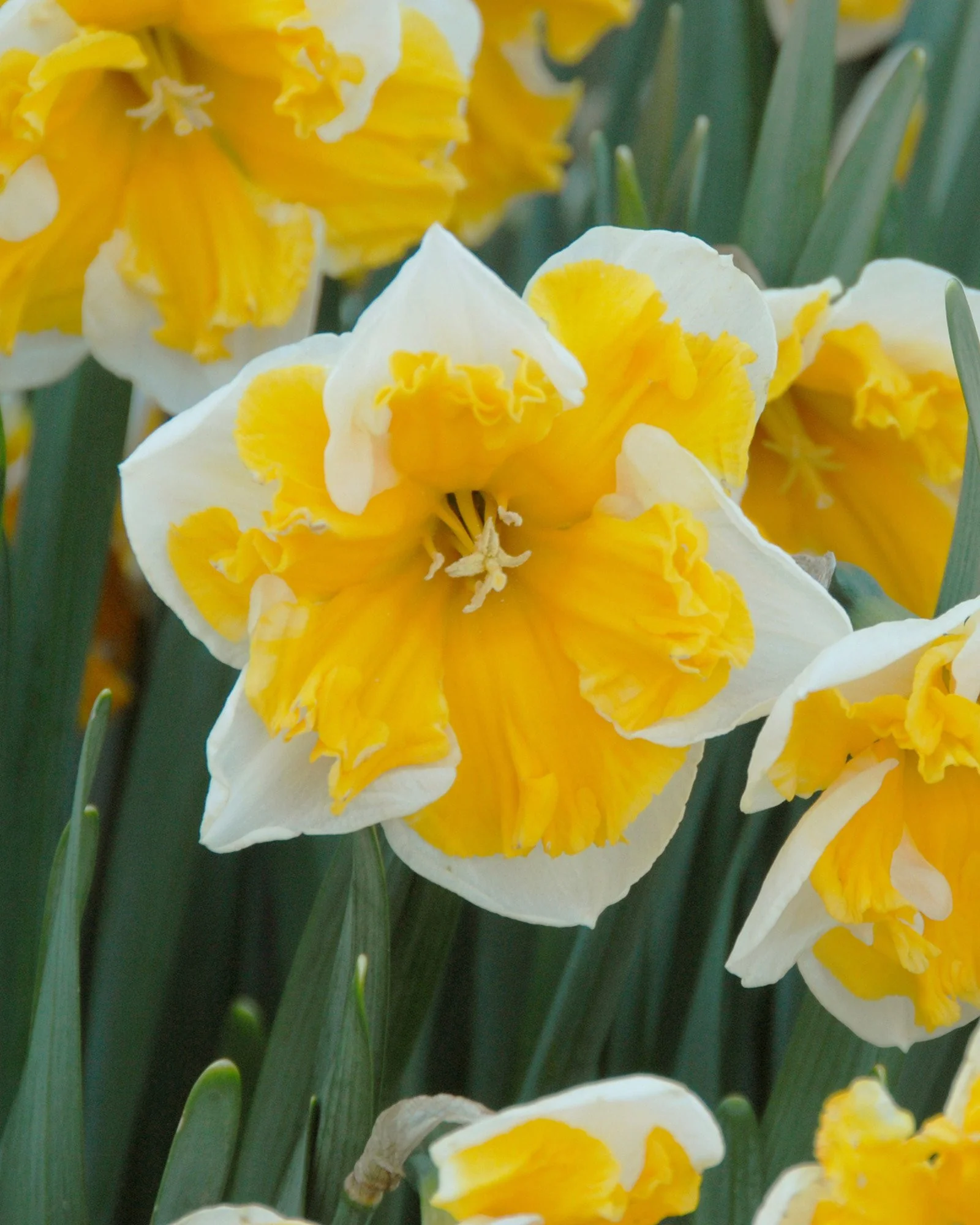 Narcissus 'Orangery' - Image 5