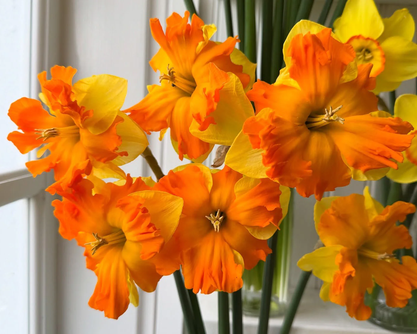 Narcissus 'Outright Orange' - Image 2