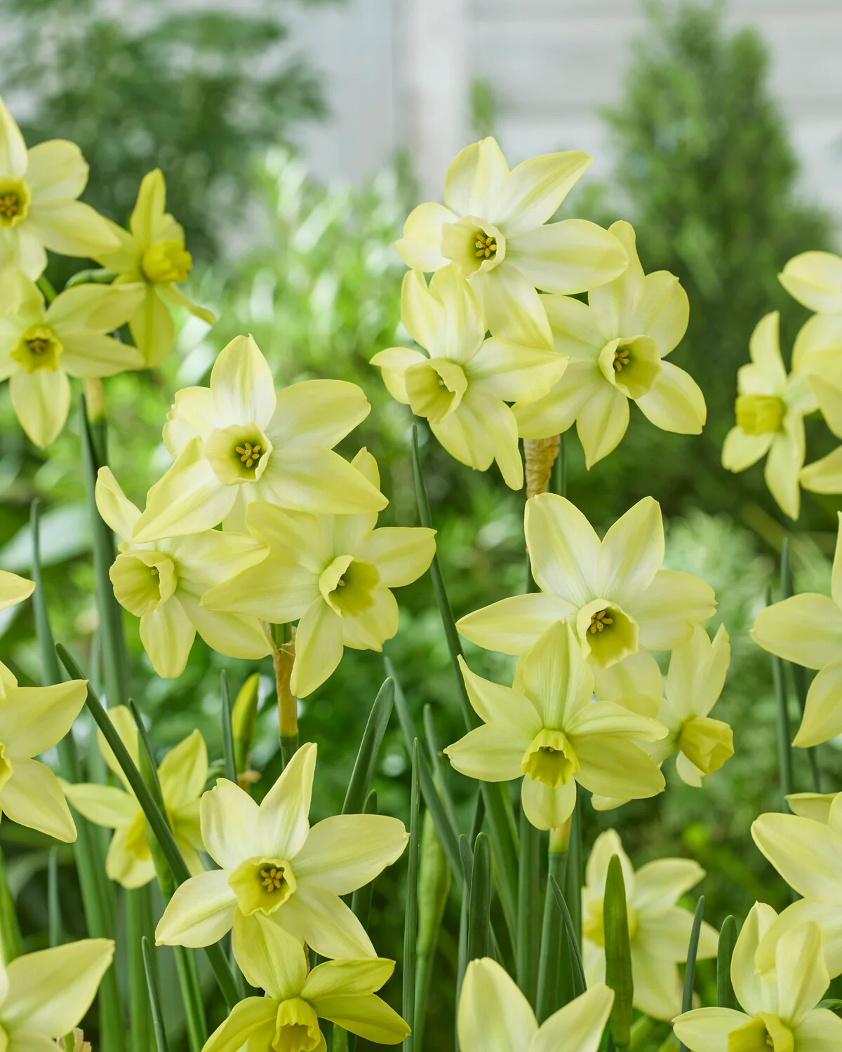 Narcissus 'Pacific Hunter' - Image 3