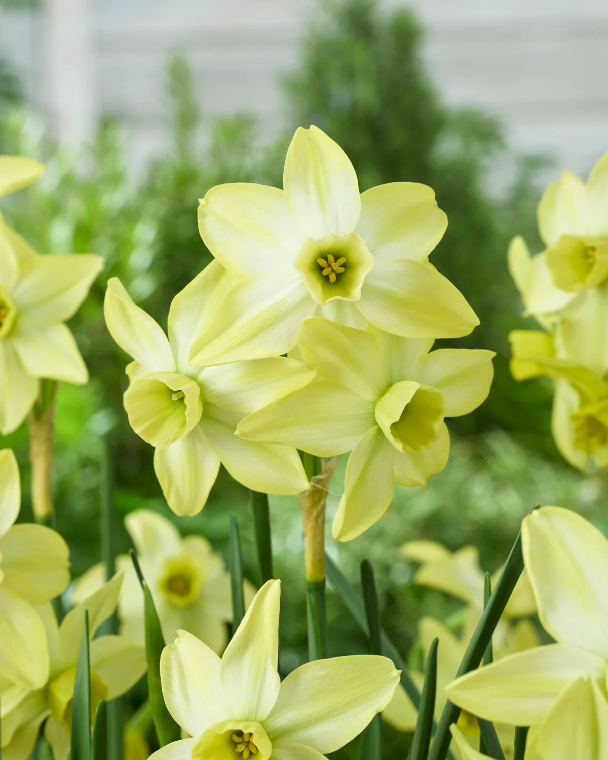 Narcissus 'Pacific Hunter' - Image 4