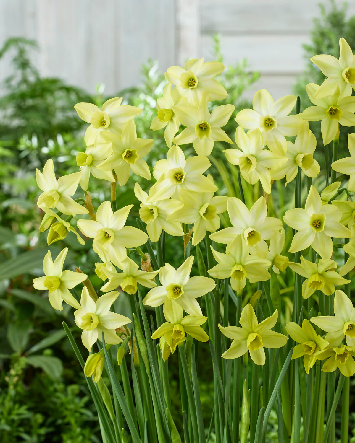 Narcissus 'Pacific Hunter' - Image 5