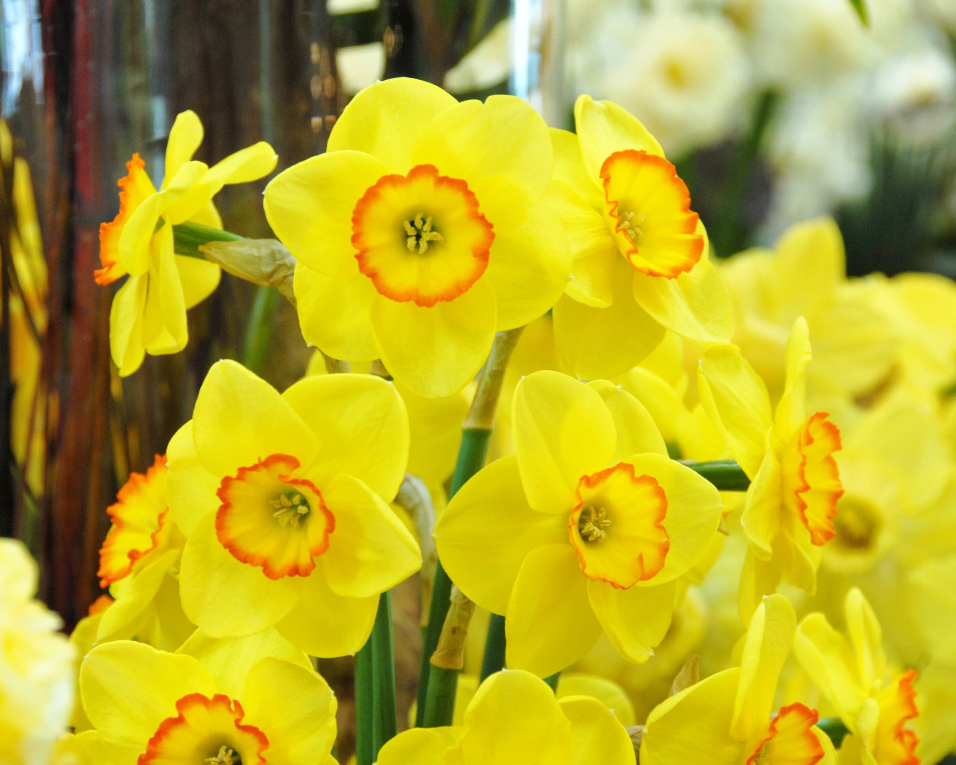 Narcissus 'Pacific Rim' - Image 3