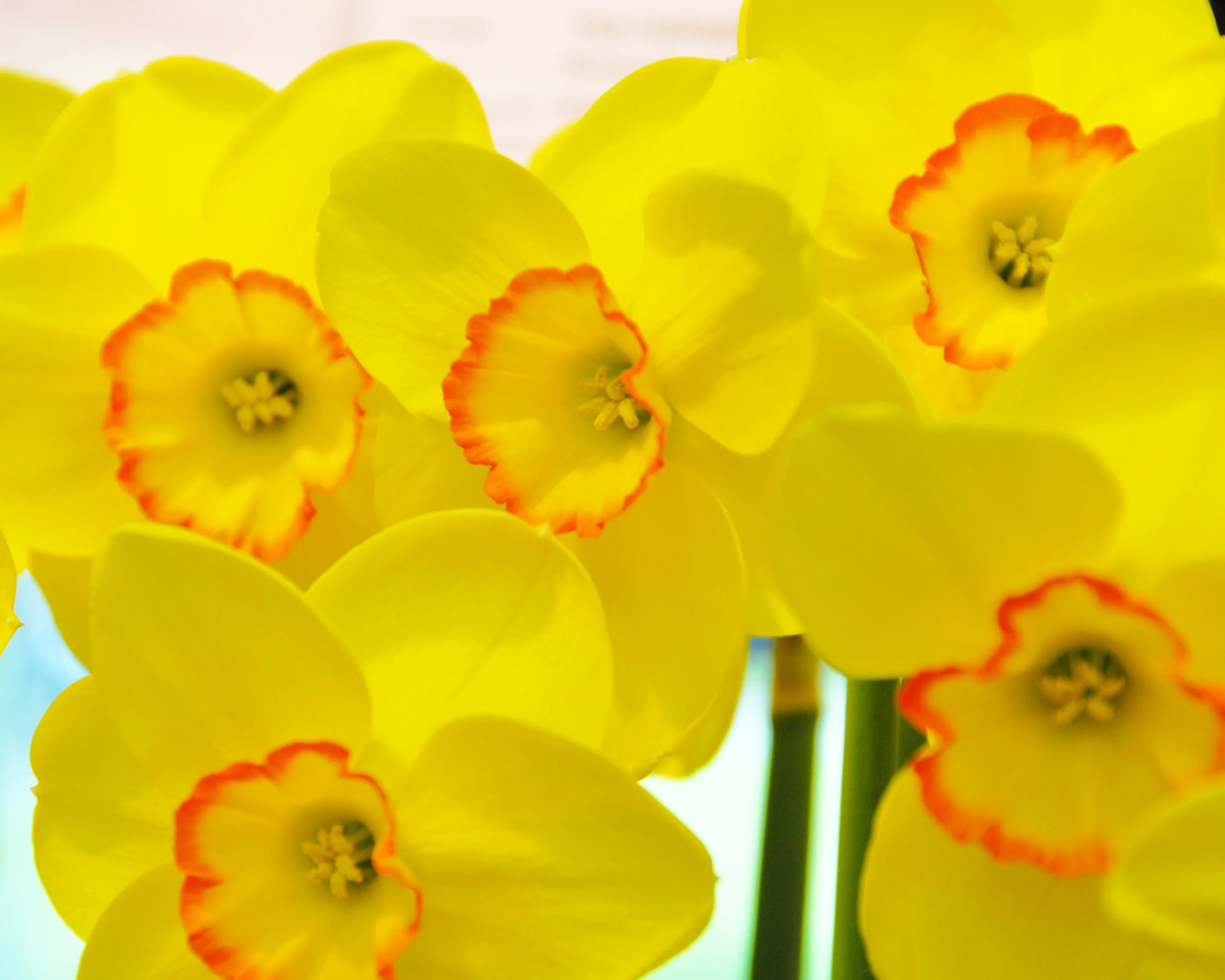 Narcissus 'Pacific Rim' - Image 4