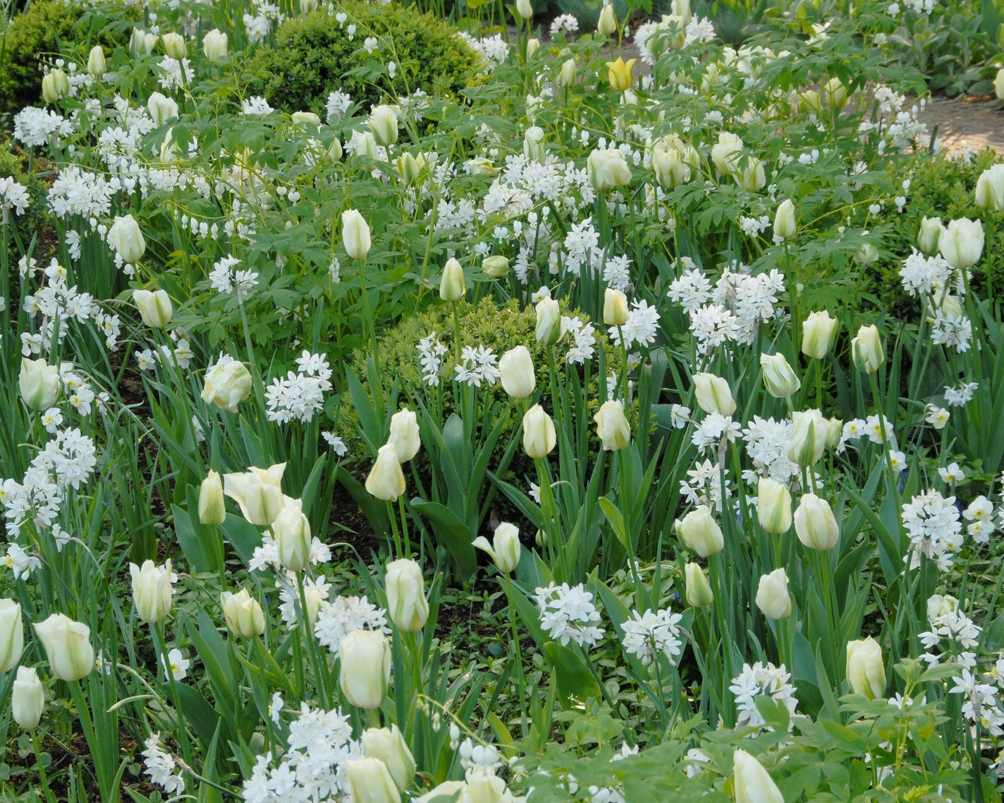 Narcissus tazetta 'Paperwhite' - Image 10