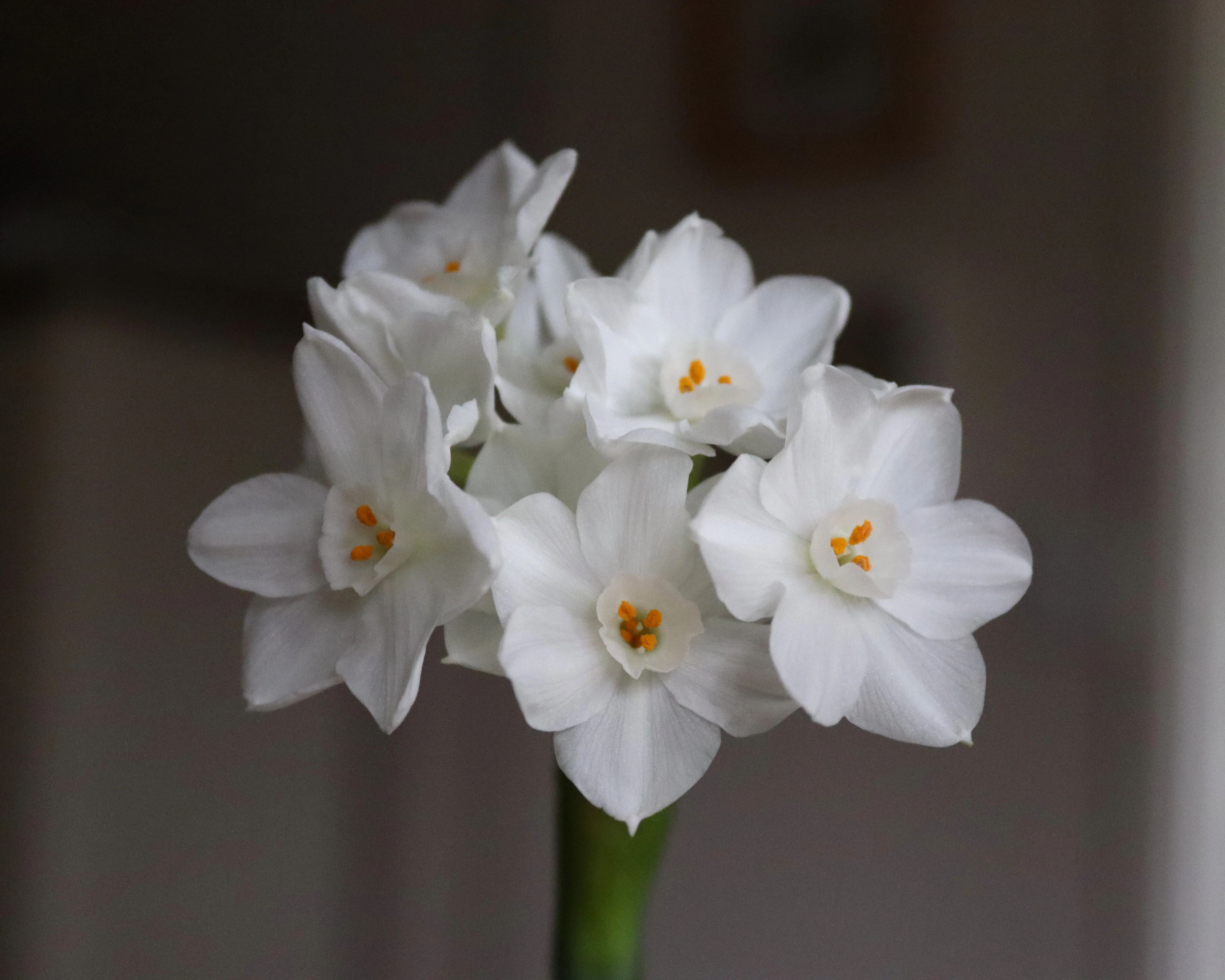 Narcissus tazetta 'Paperwhite' - Image 11