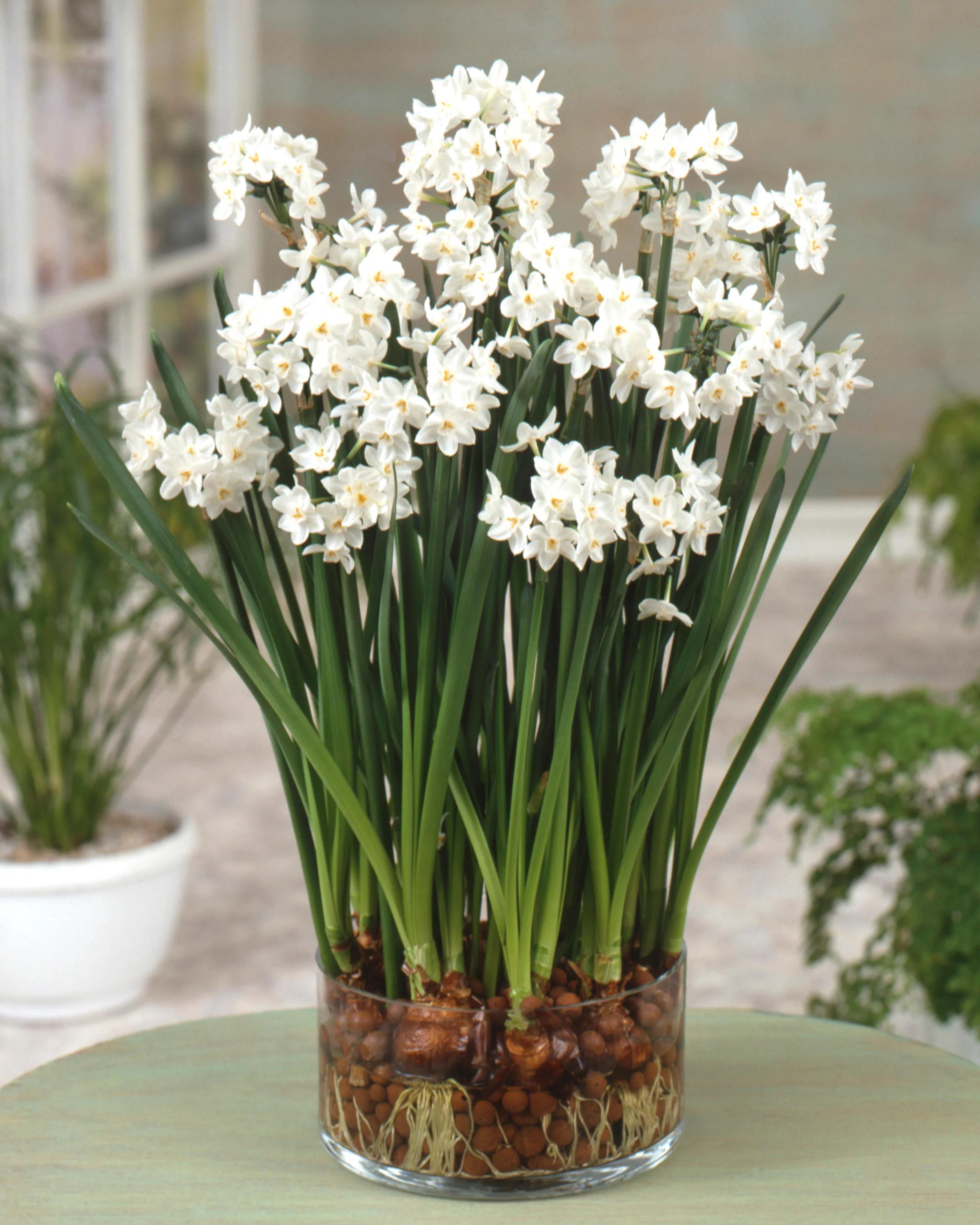 Narcissus tazetta 'Paperwhite' - Image 12