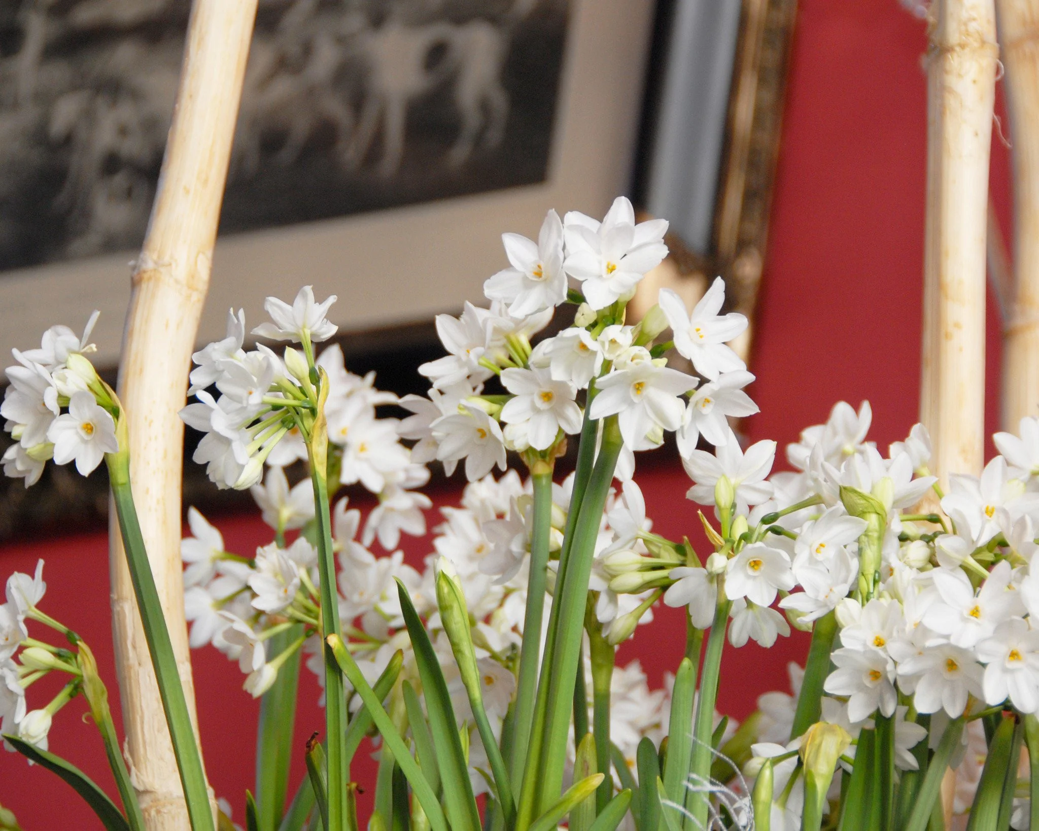 Narcissus tazetta 'Paperwhite' - Image 4