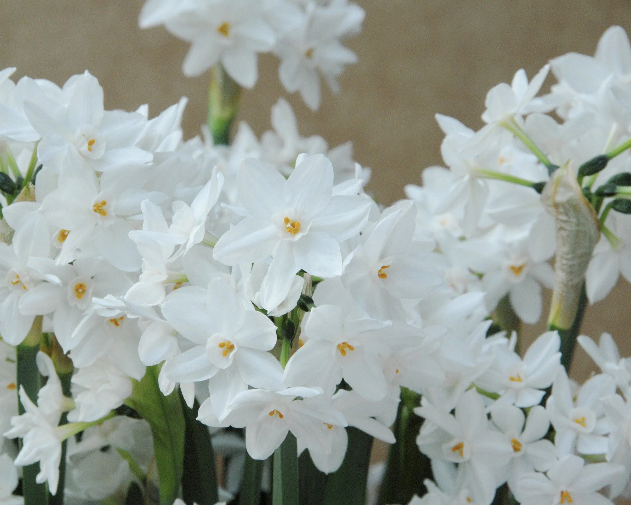 Narcissus tazetta 'Paperwhite' - Image 3