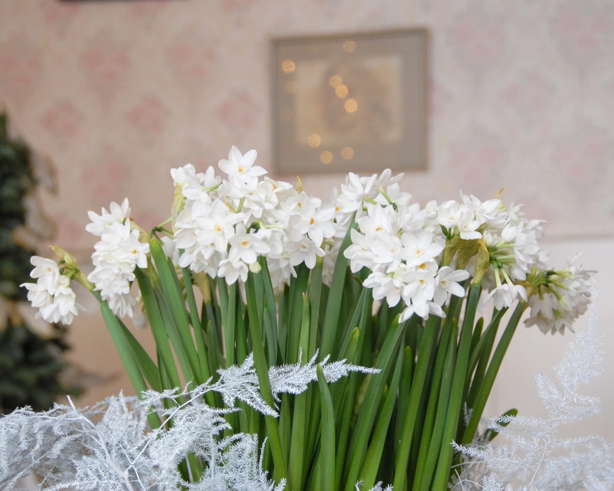 Narcissus tazetta 'Paperwhite' - Image 5