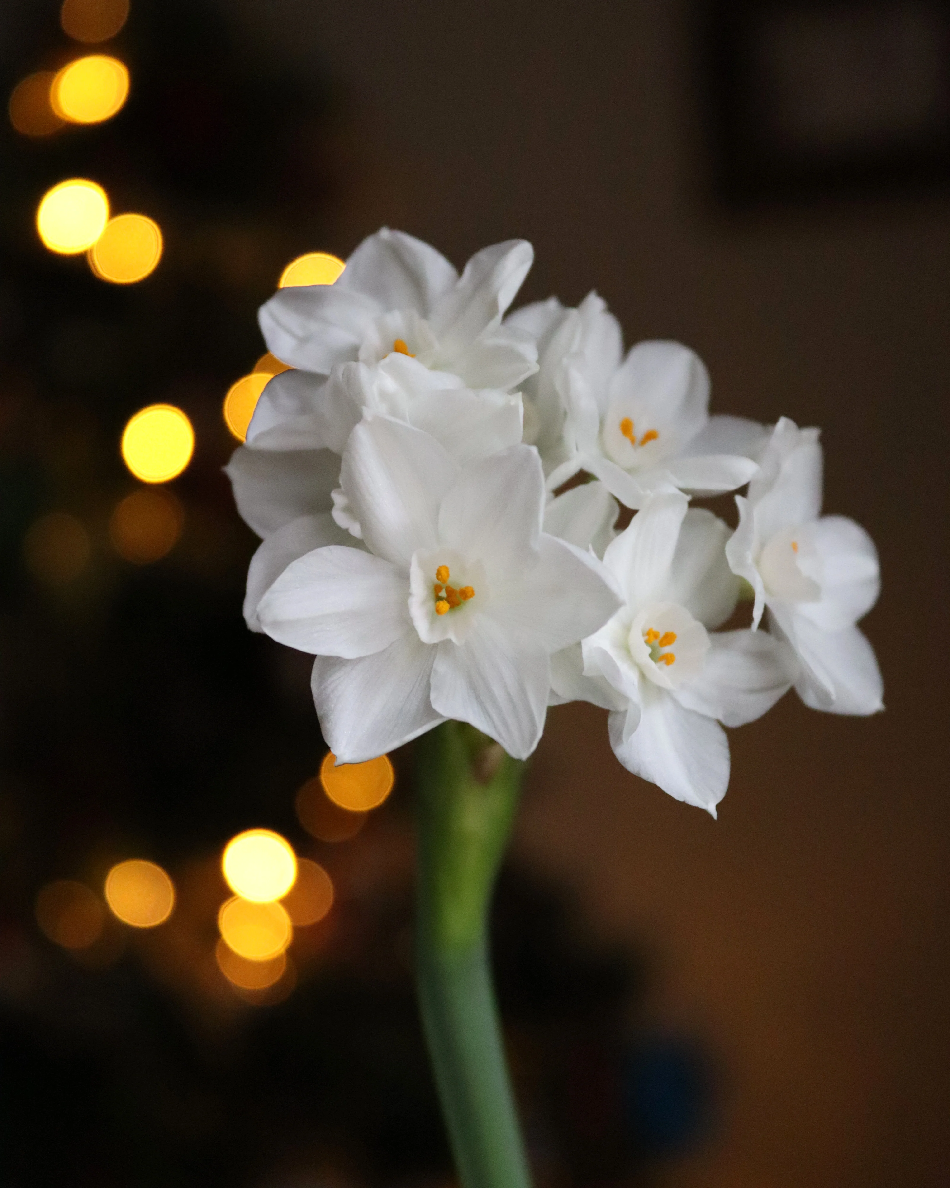 Narcissus tazetta 'Paperwhite' - Image 7