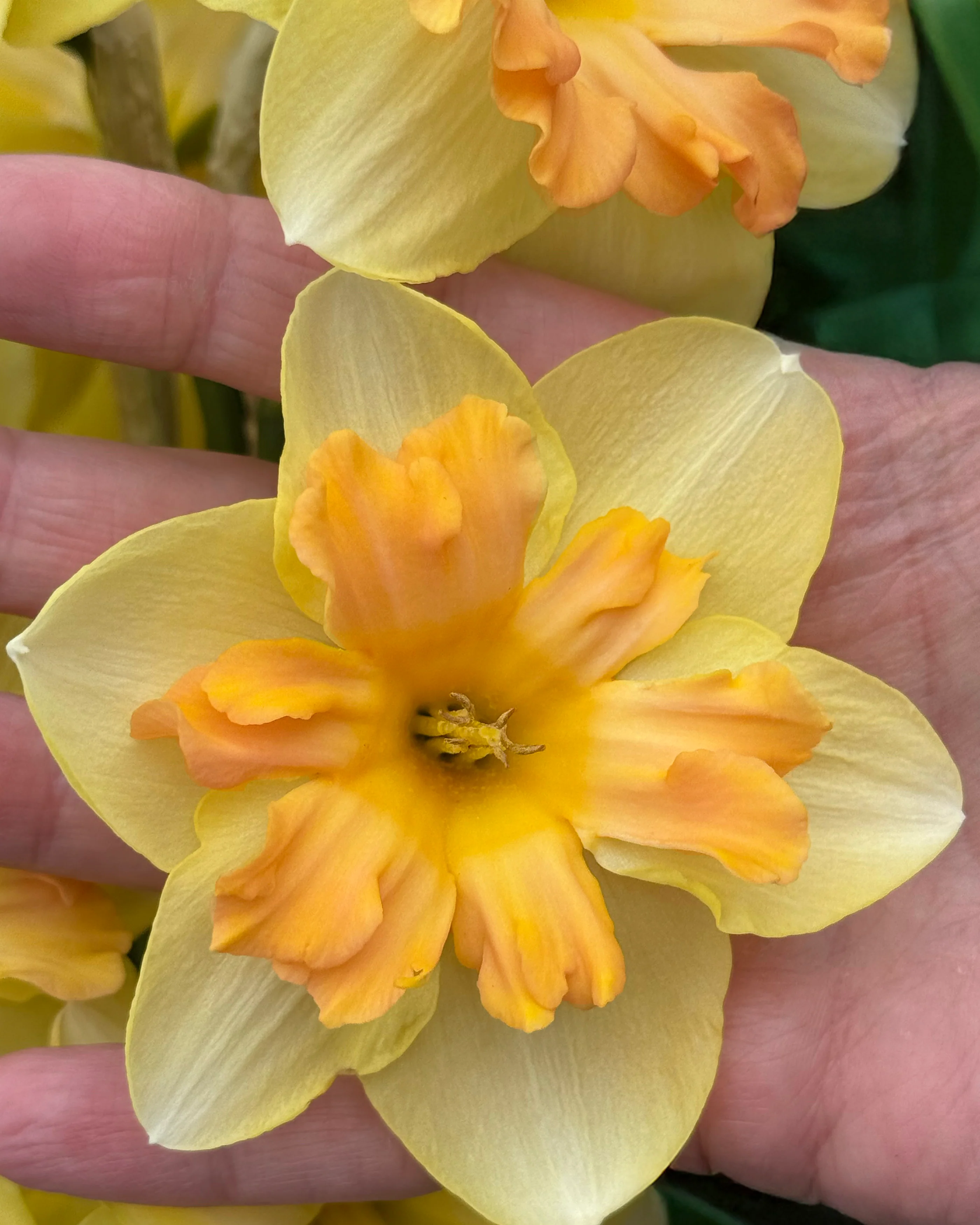 Narcissus 'Peachy Dream' - Image 3