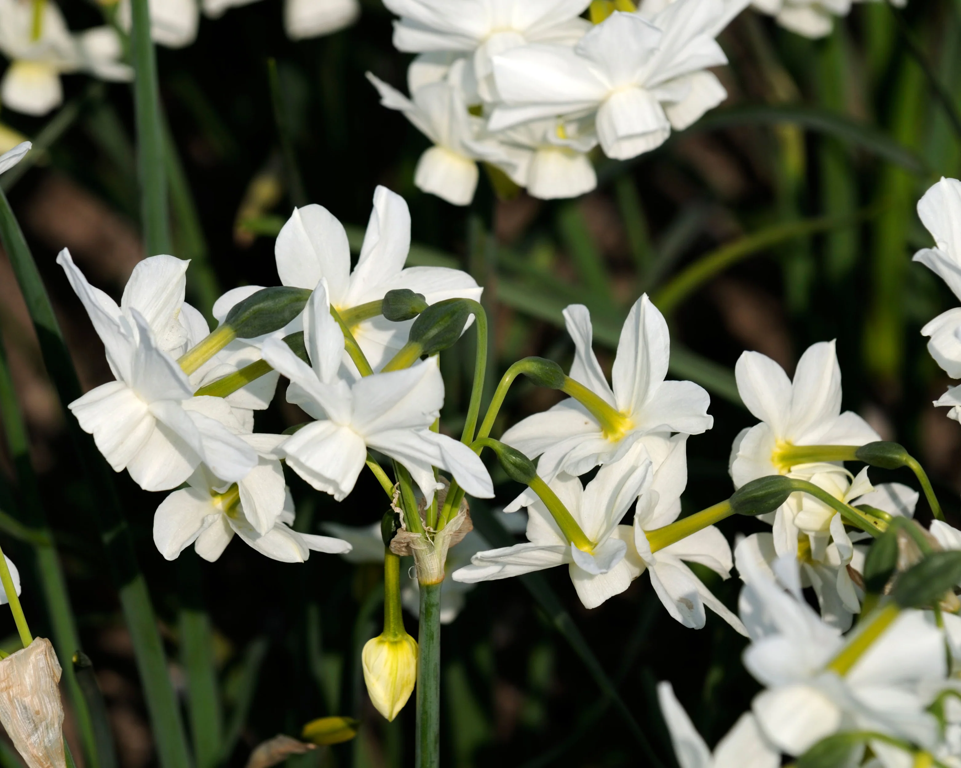 Narcissus 'Petrel' - Image 11
