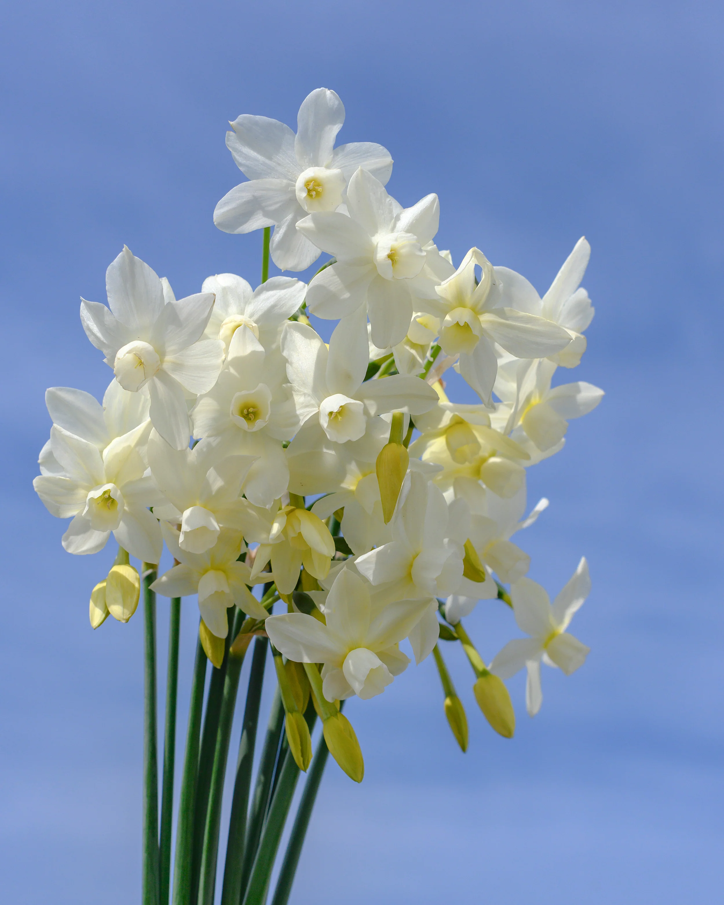 Narcissus 'Petrel' - Image 3