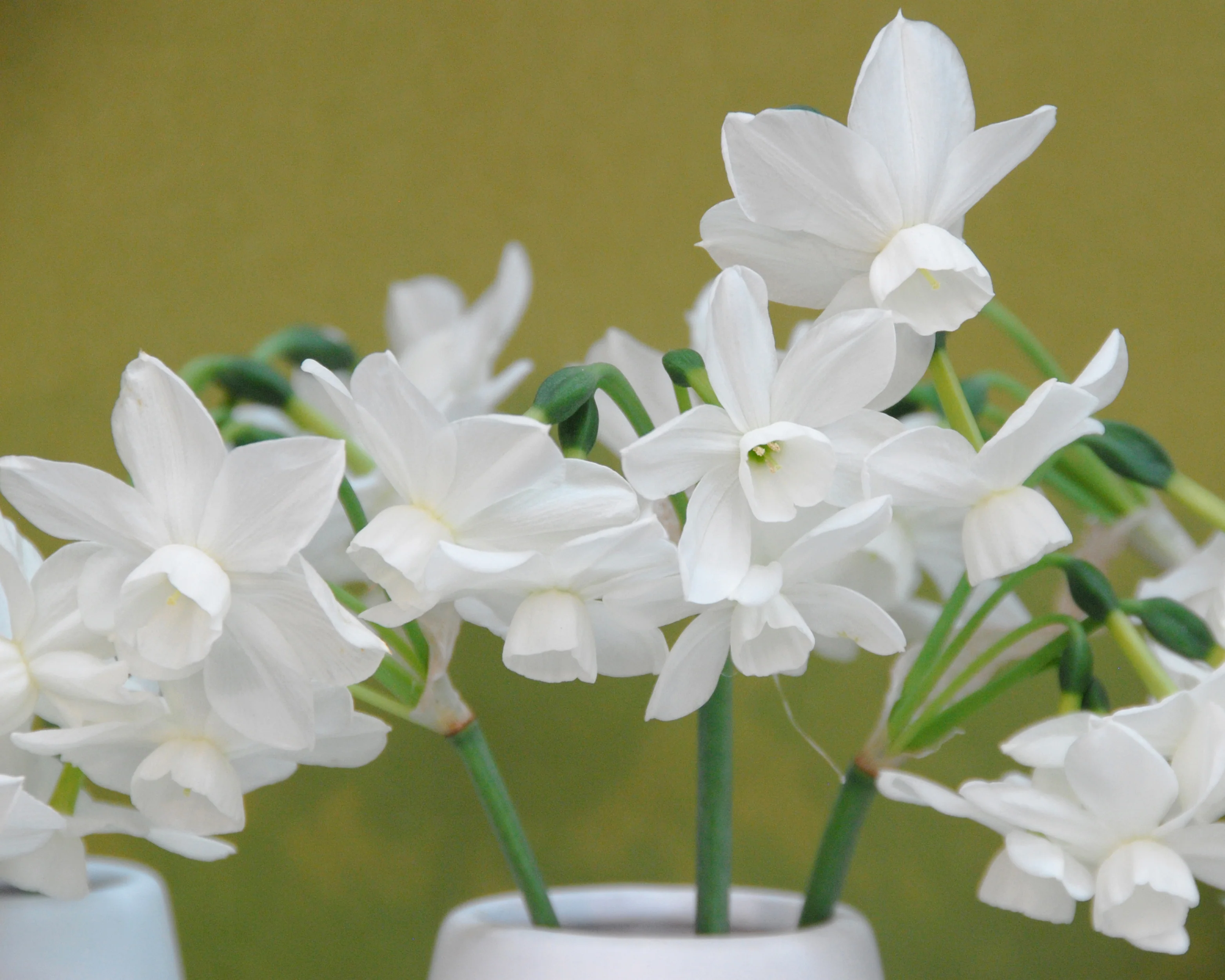 Narcissus 'Petrel' - Image 4