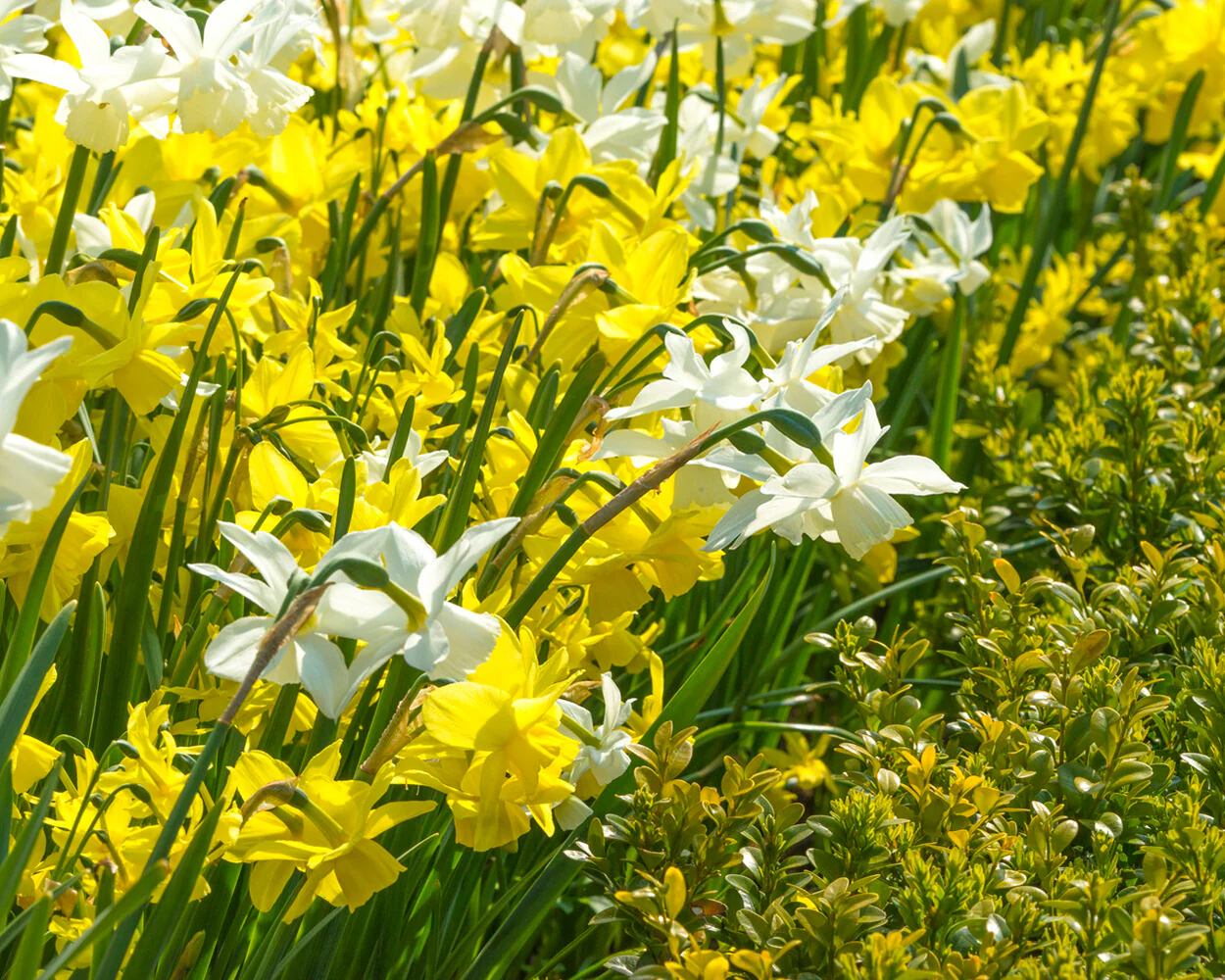 Narcissus 'Petrel' - Image 6