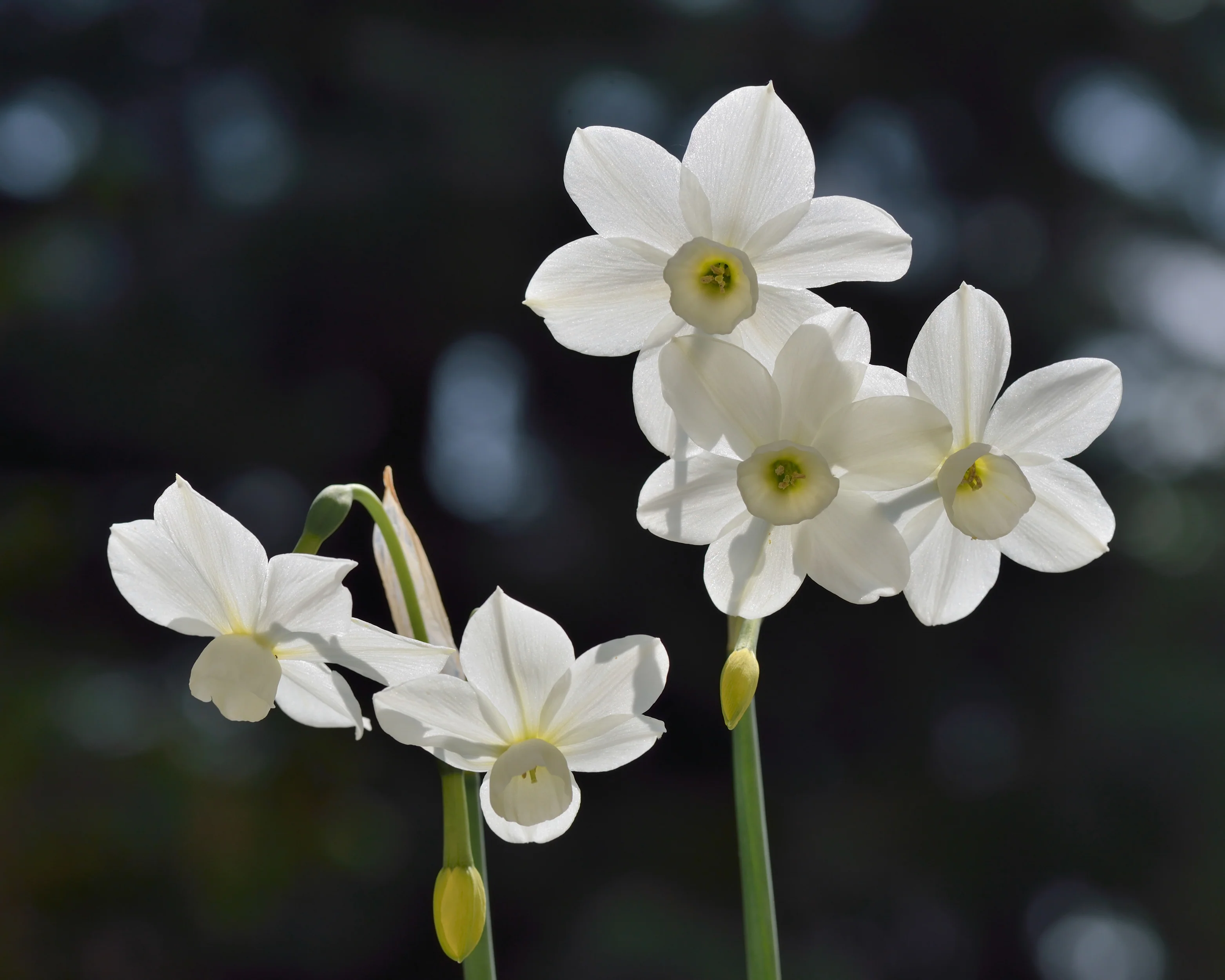 Narcissus 'Petrel' - Image 7