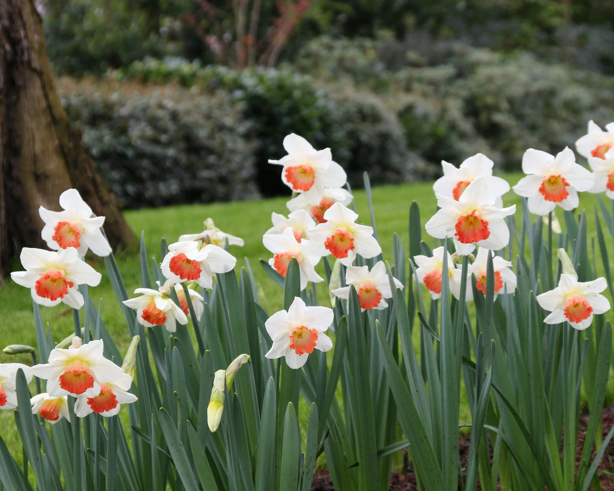Narcissus 'Pink Charm' - Image 4