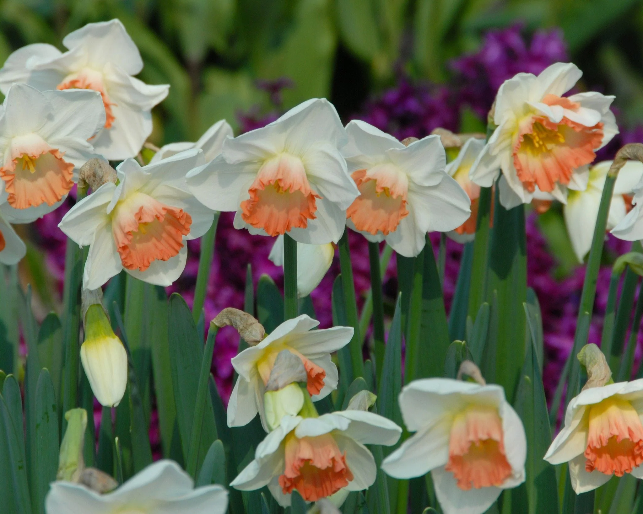 Narcissus 'Pink Charm' - Image 9