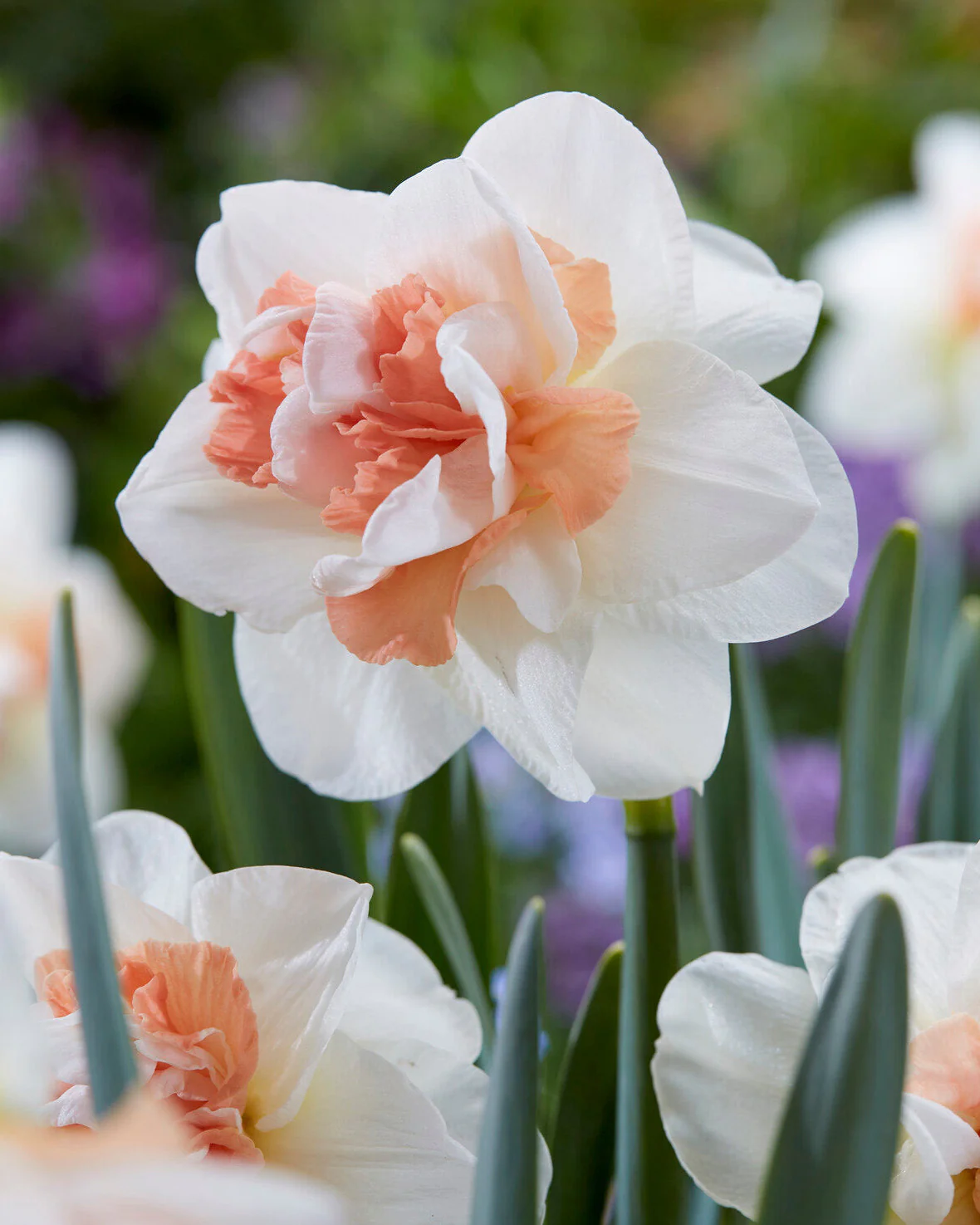 Narcissus 'Pink Performance'