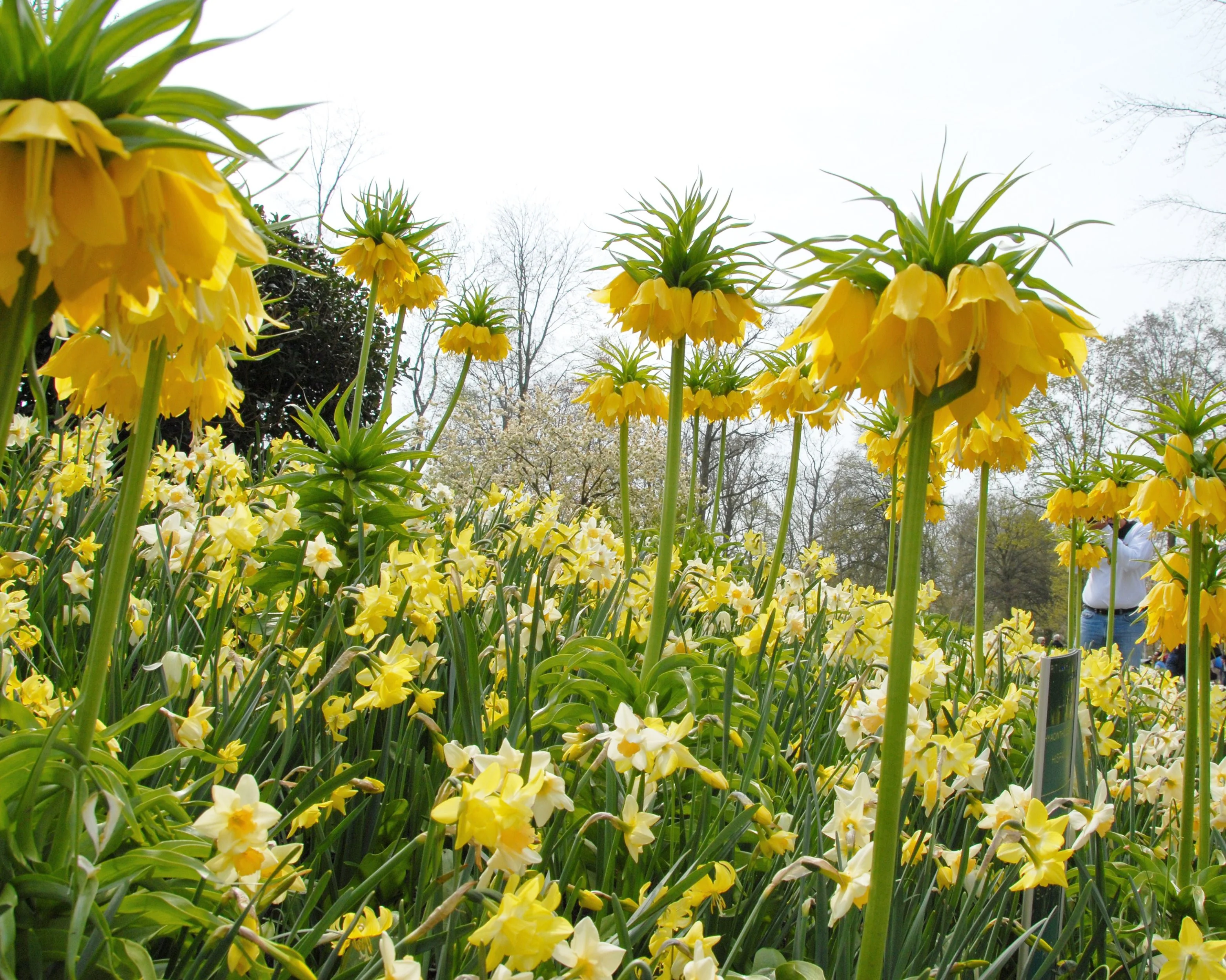 Narcissus 'Pipit' - Image 5