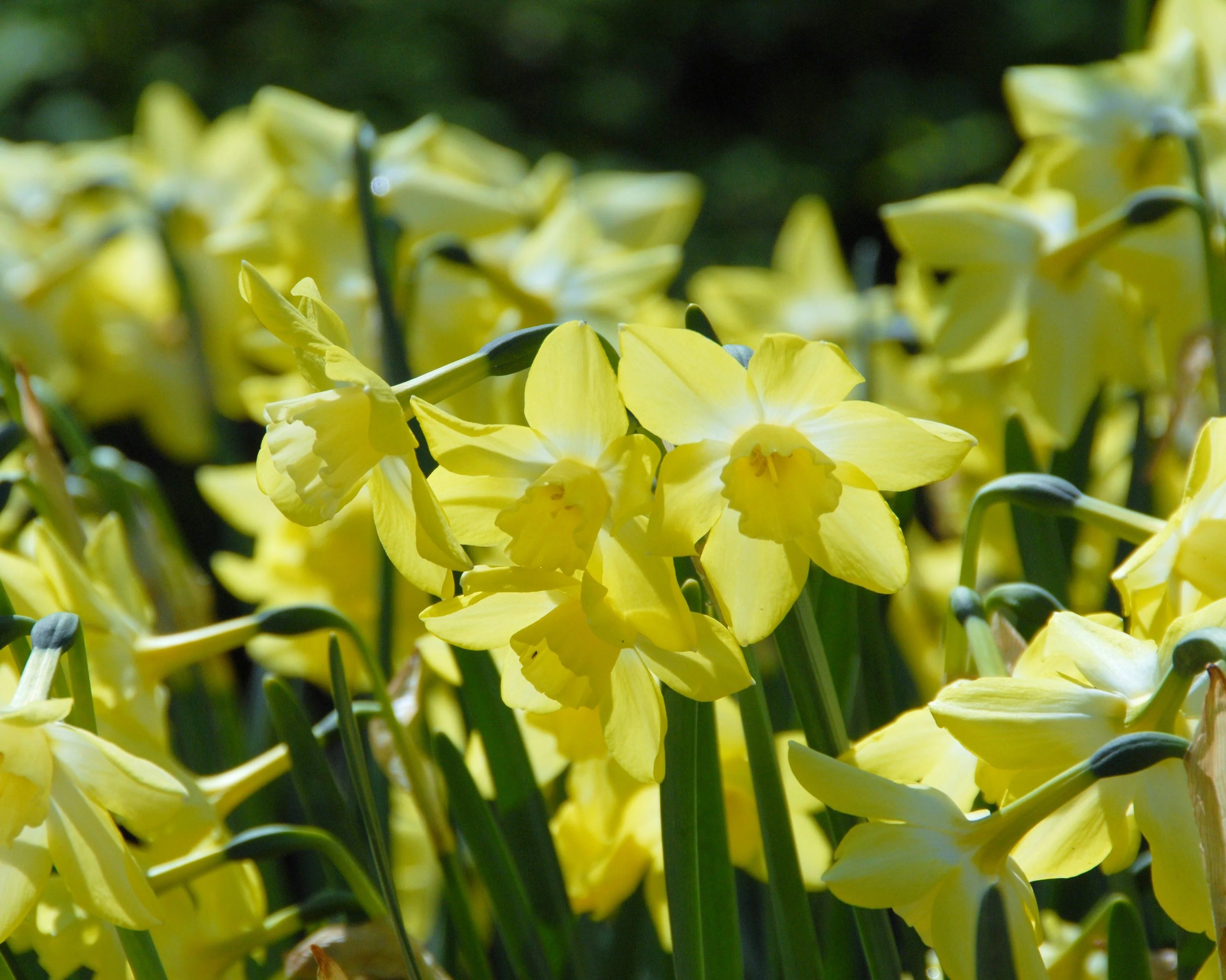 Narcissus 'Pipit' - Image 6