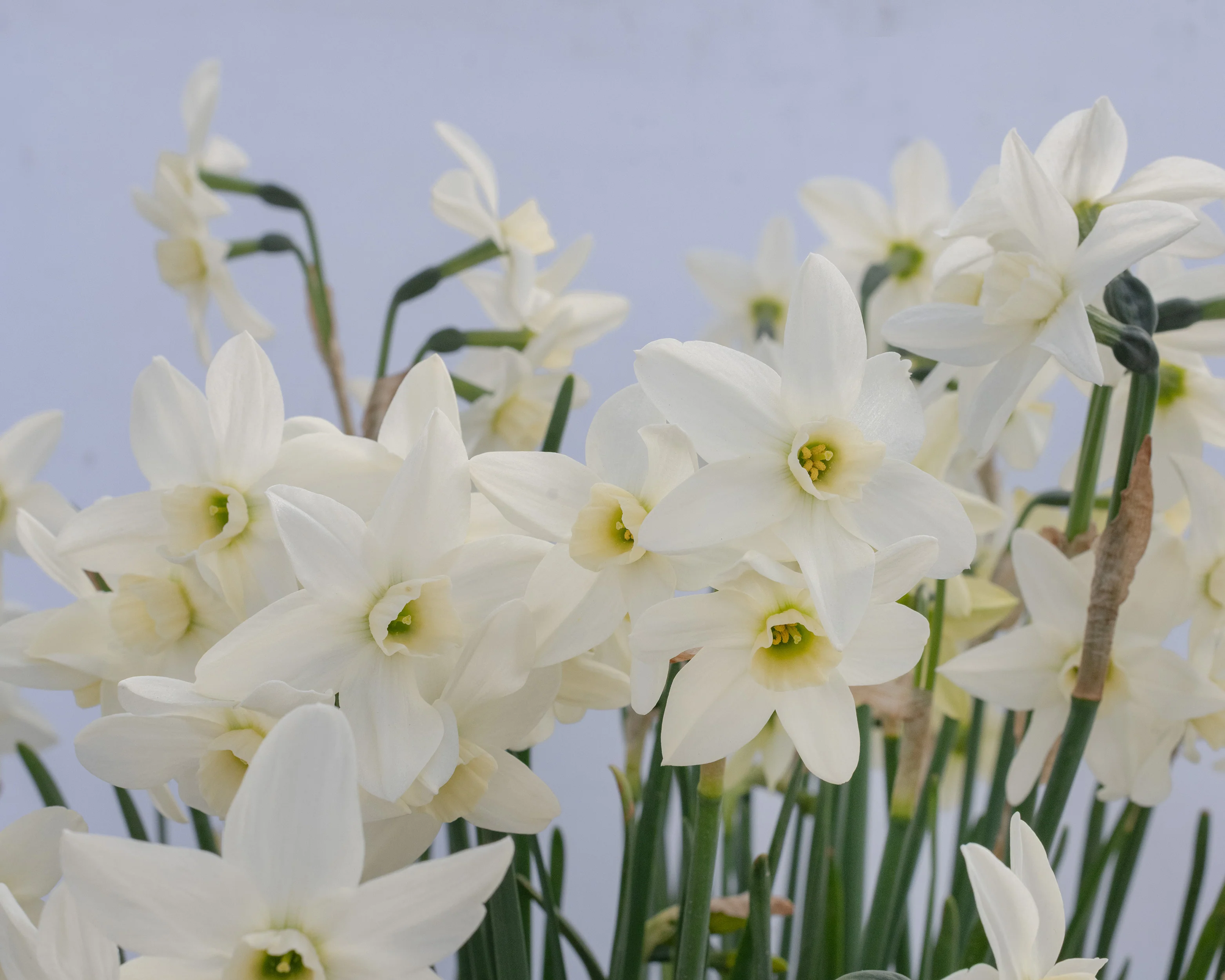 Narcissus 'Polar Hunter' - Image 5