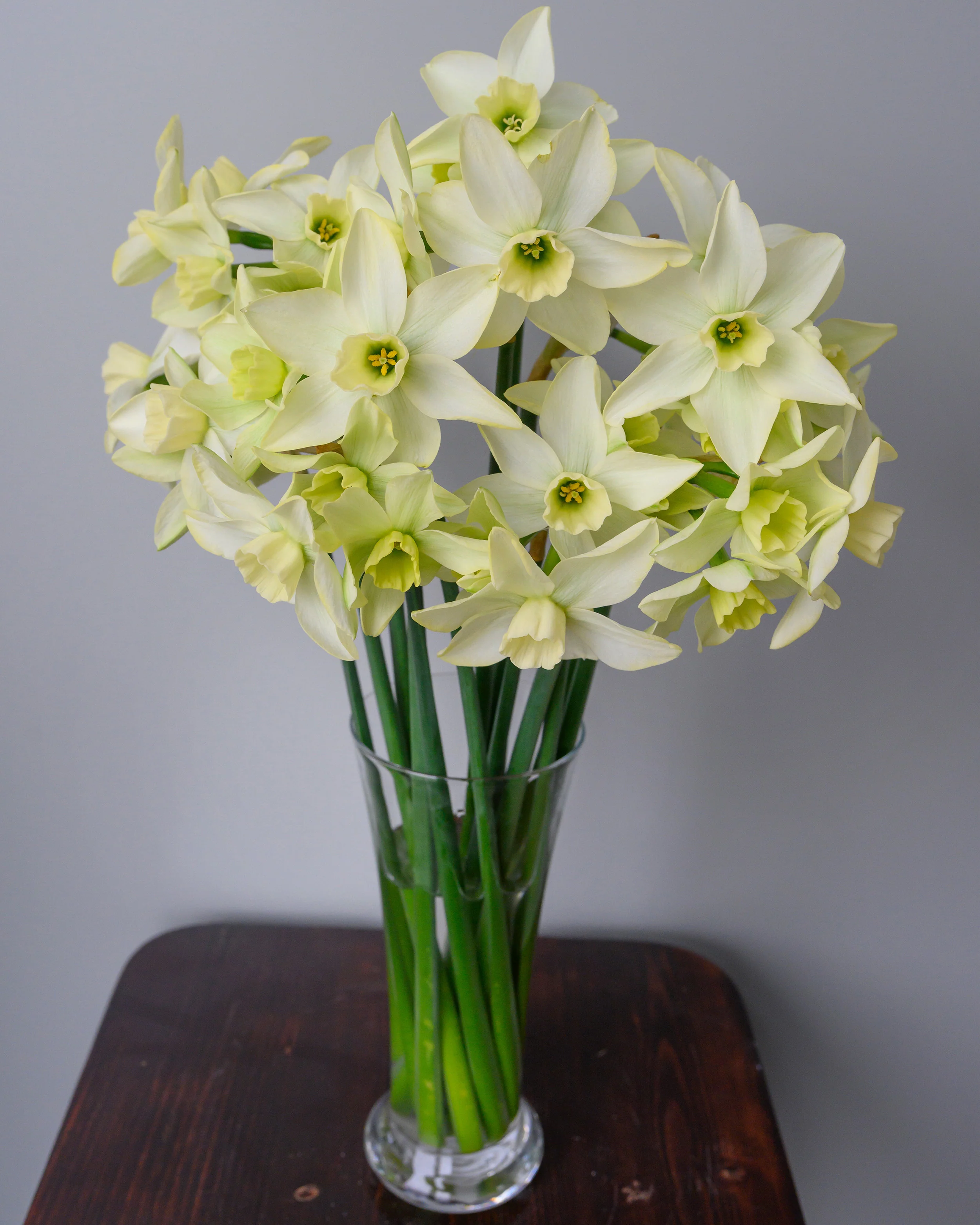 Narcissus 'Polar Hunter' - Image 6