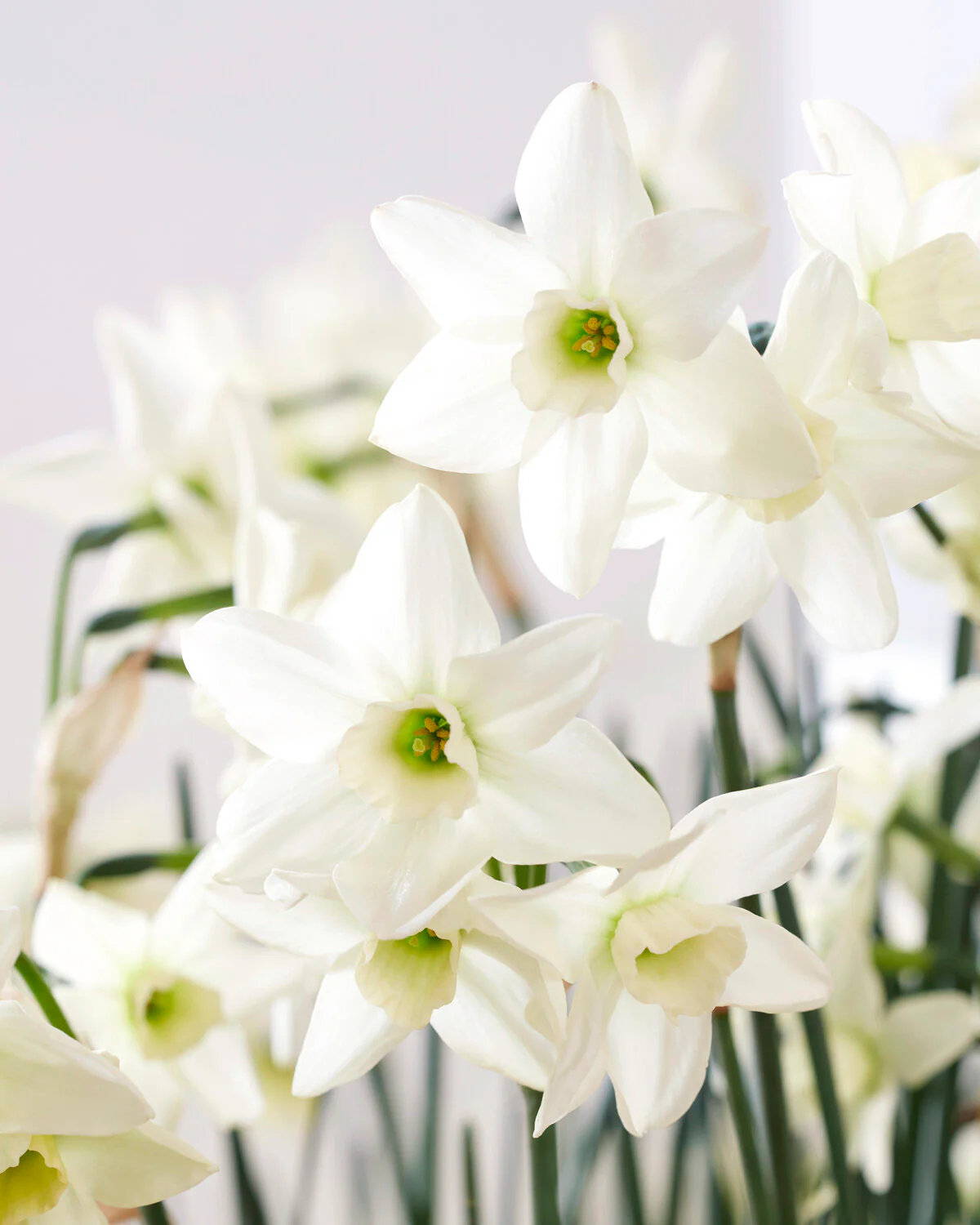 Narcissus 'Polar Hunter' - Image 9