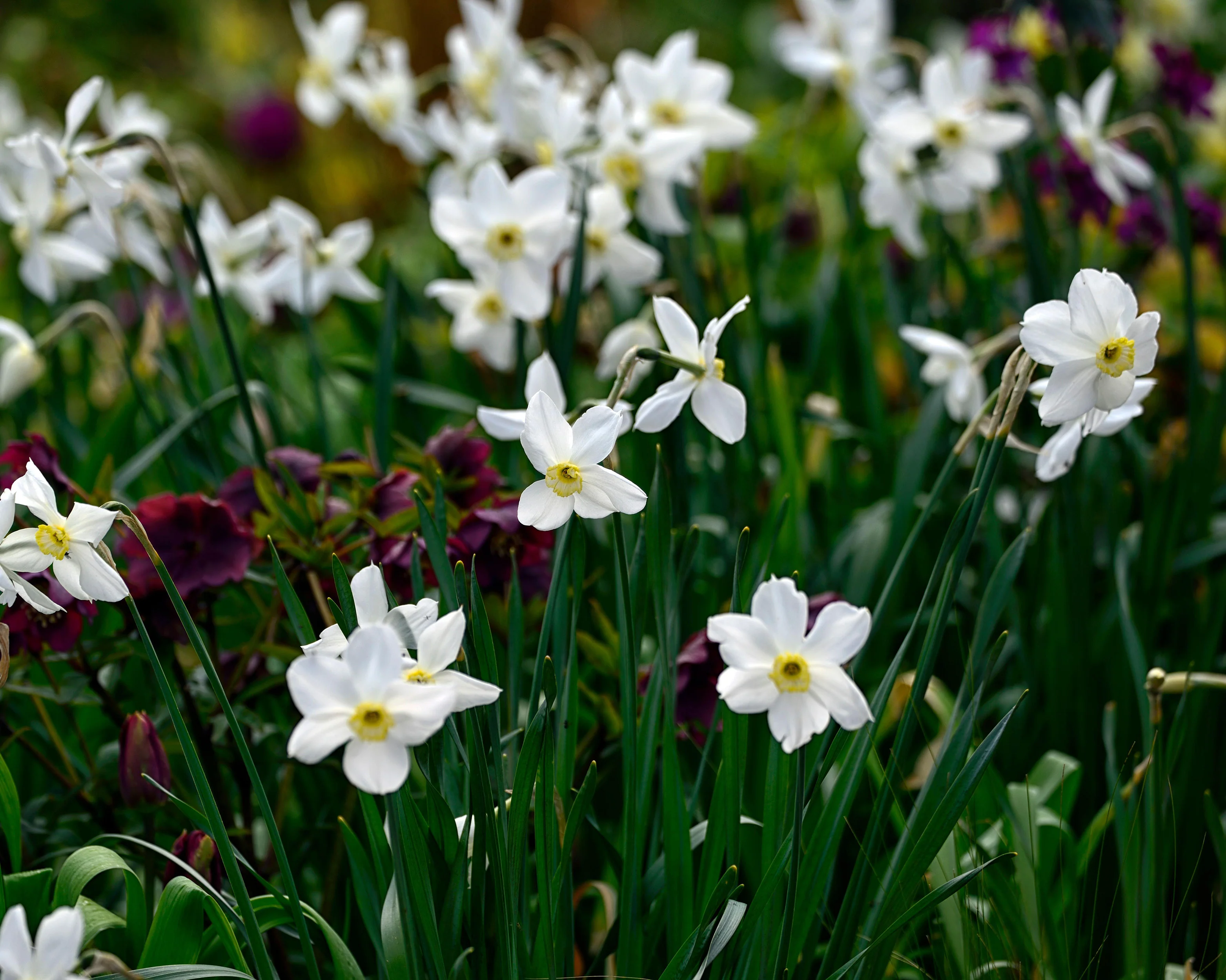 Narcissus 'Polar Ice' - Image 11