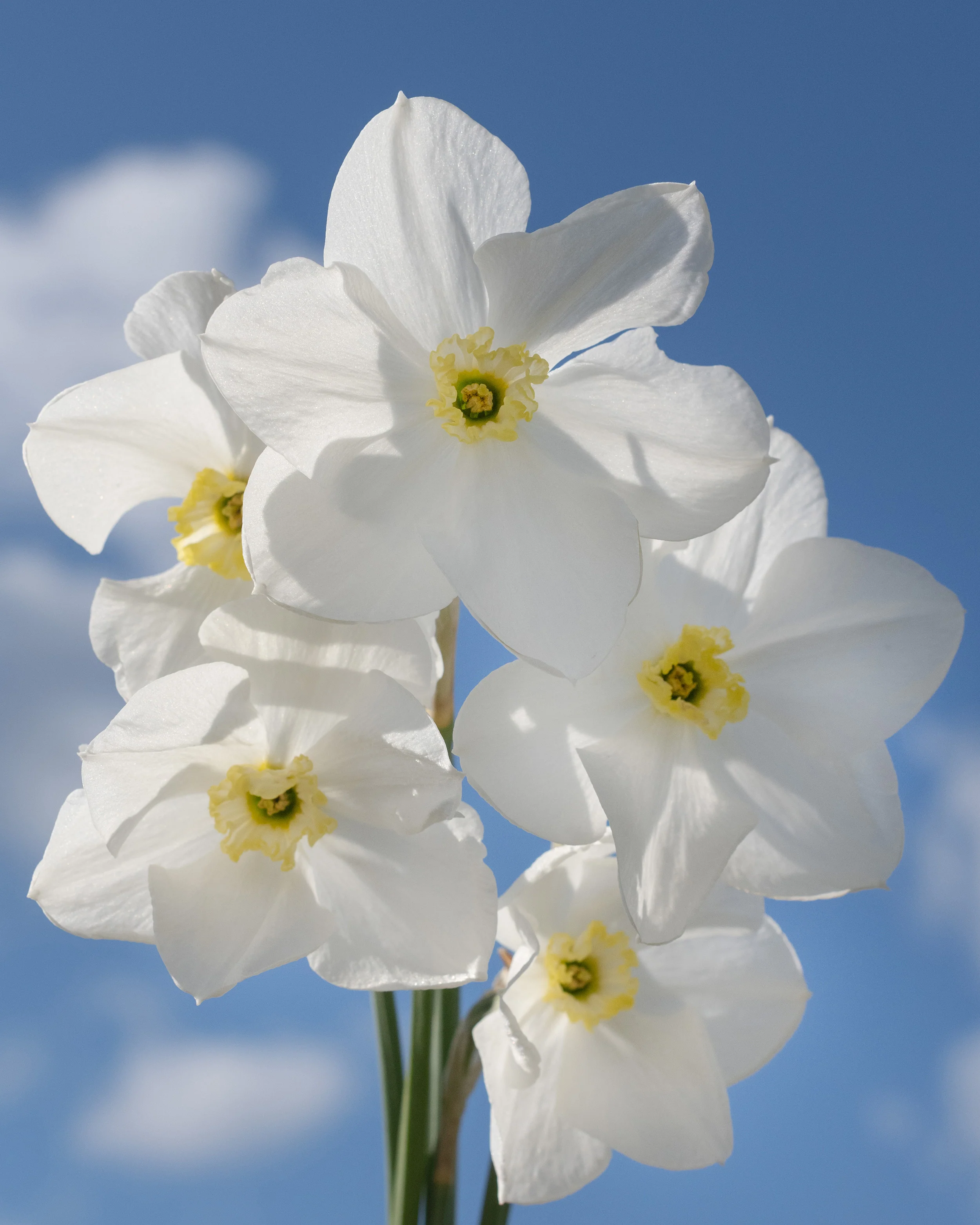 Narcissus 'Polar Ice' - Image 3