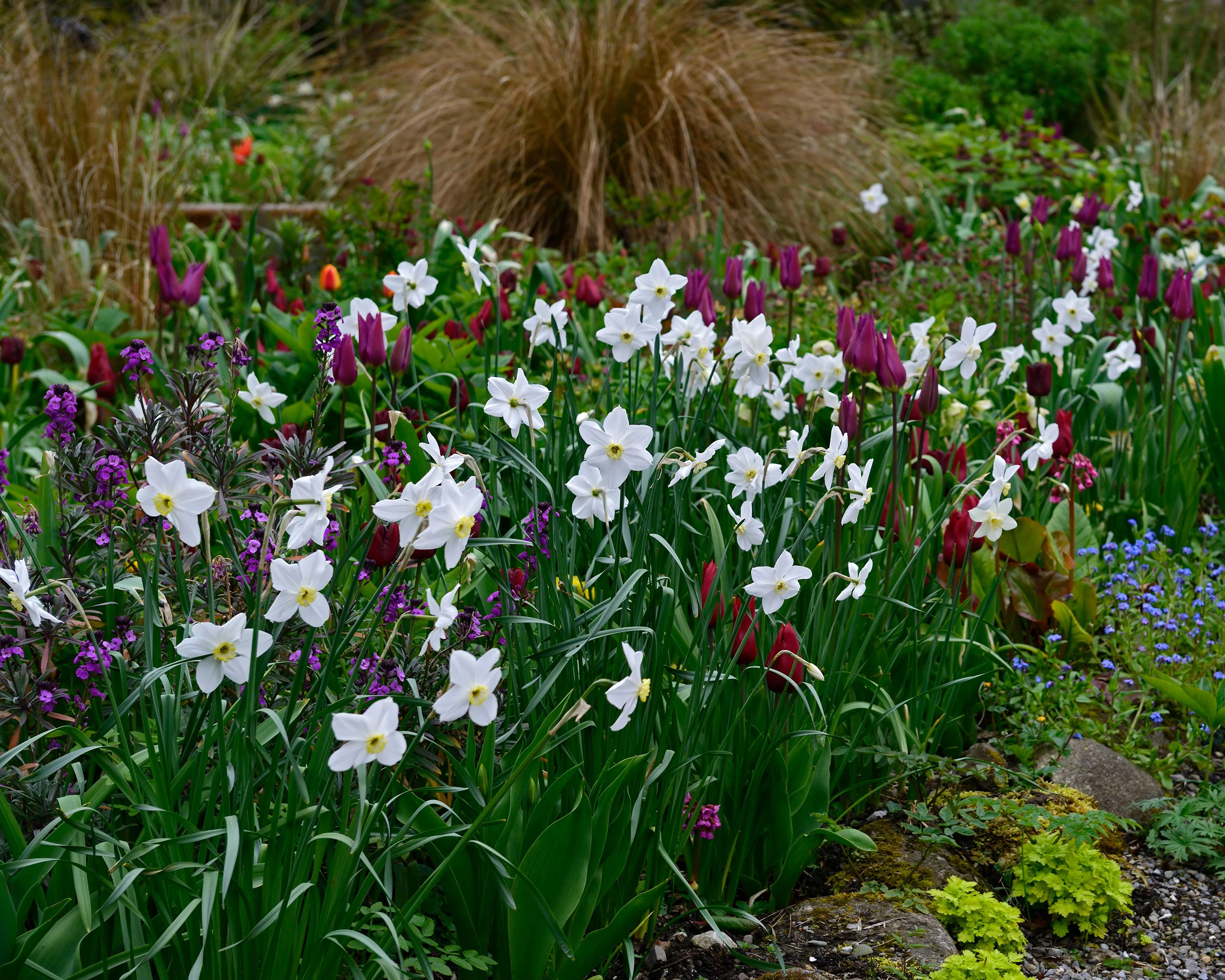 Narcissus 'Polar Ice' - Image 5