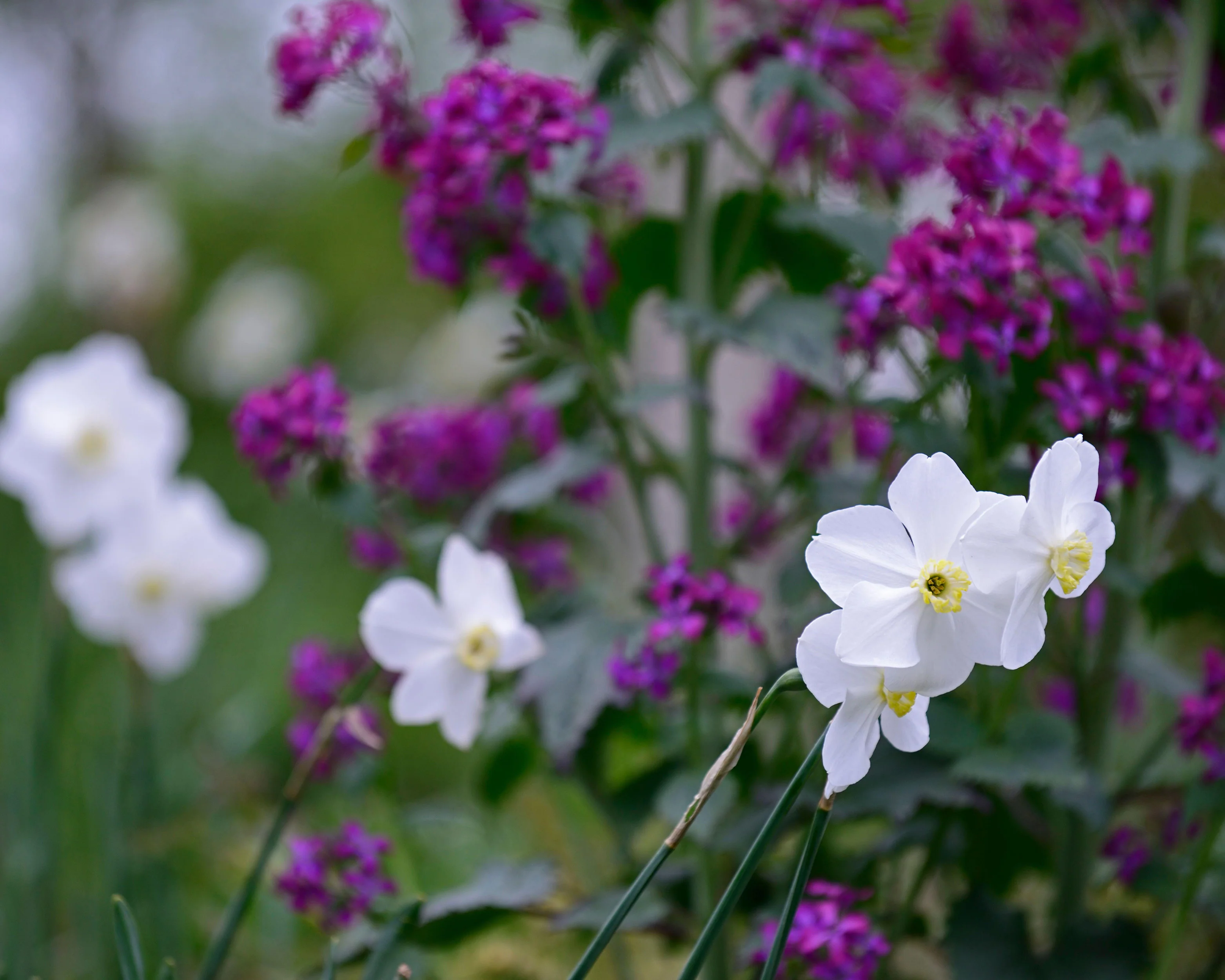 Narcissus 'Polar Ice' - Image 8
