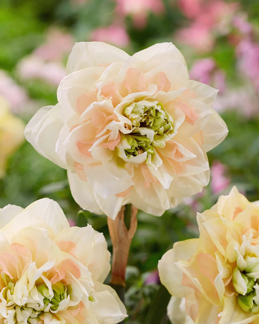 Narcissus 'Pom Pom Rose' - Image 2