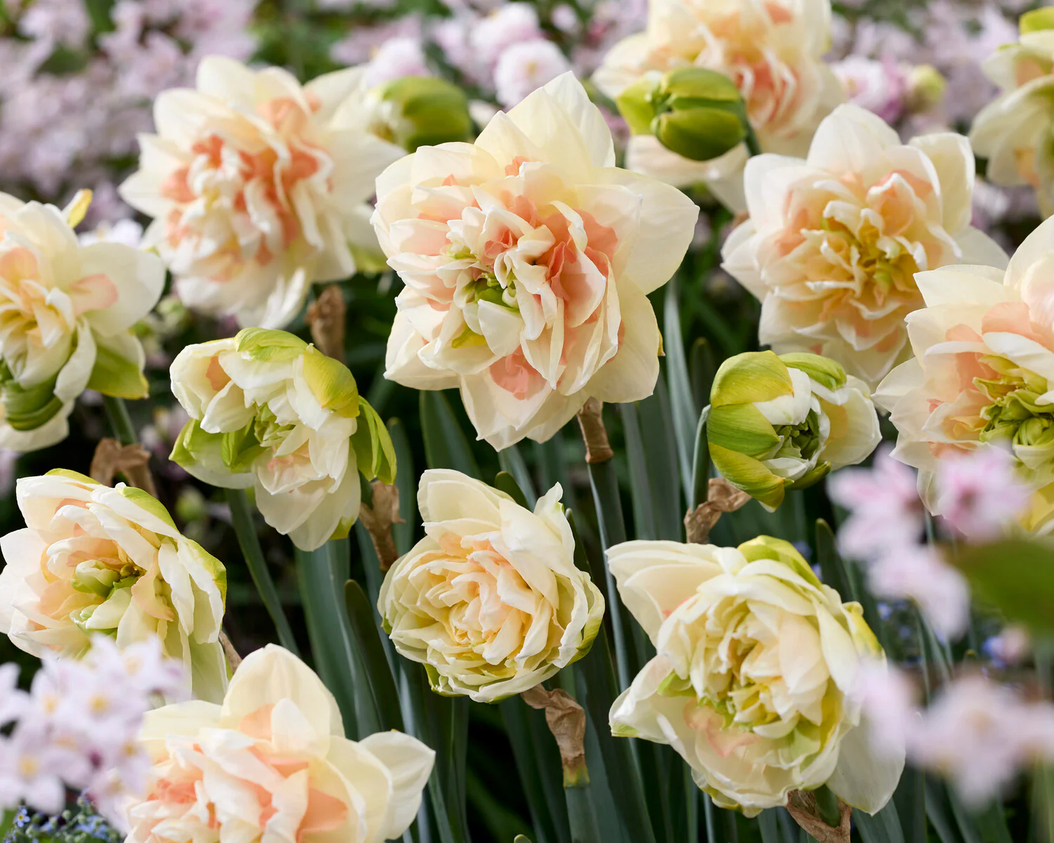 Narcissus 'Pom Pom Rose' - Image 6